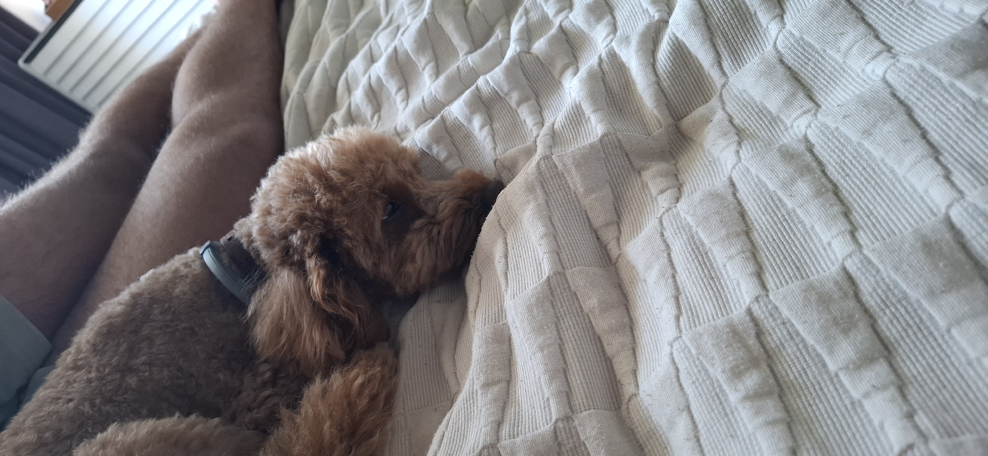 The image shows a close-up view of a light brown poodle mix dog resting on a white textured bedspread. The dog is lying on its side, facing right, with its head resting on its paws. Its fur is curly and appears soft. A light blue collar is visible around the dog's neck. In the background, a person's legs, covered in light-colored shorts and hairy skin, are visible. The overall setting appears to be indoors, possibly a bedroom. There are no visible landmarks or indications of a specific location in the city of Pleven, Bulgaria, within the image.
