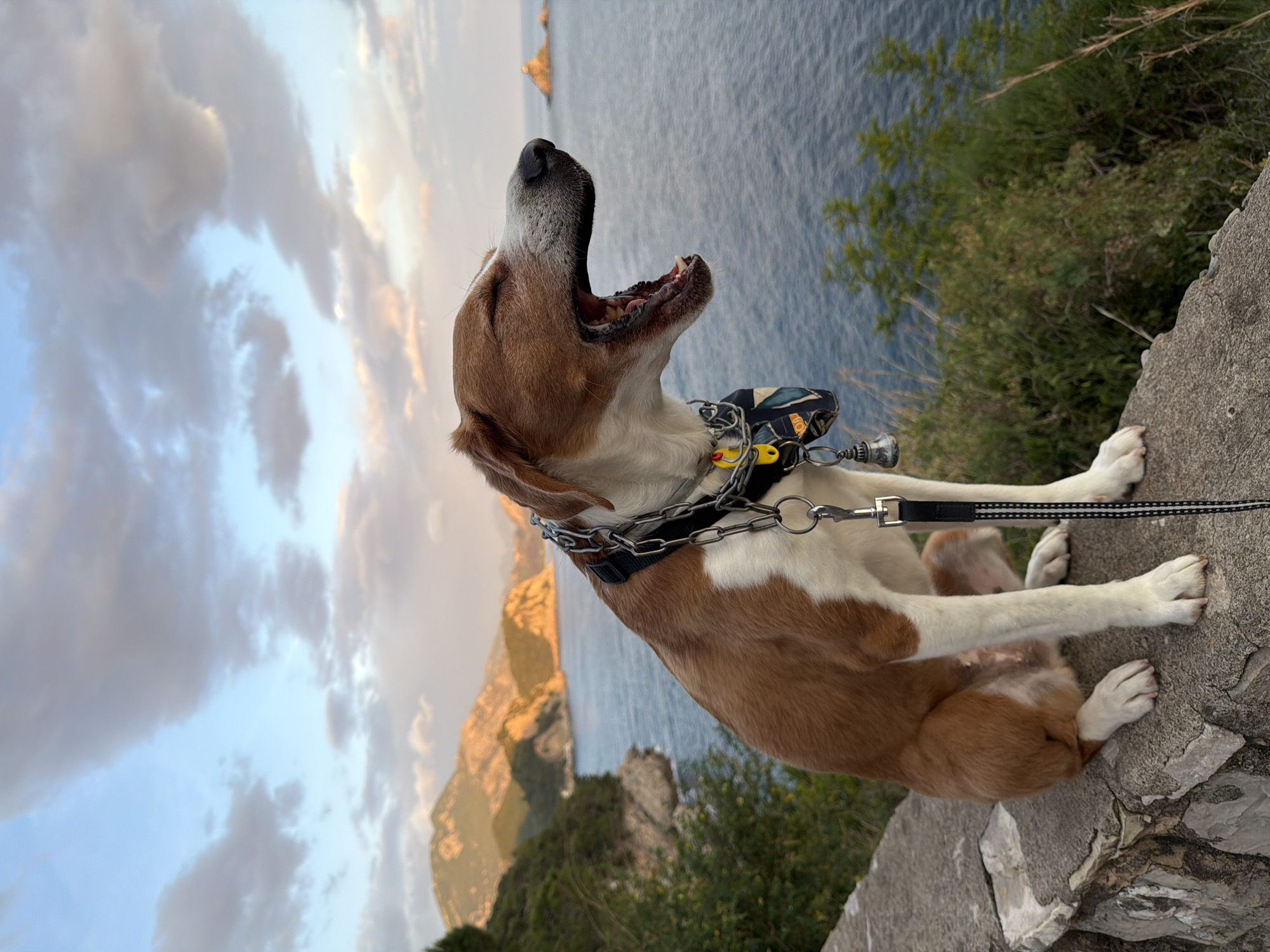 A medium-sized, tan and white dog stands on a stone ledge overlooking the sea. The dog has its mouth wide open, possibly yawning or howling. It wears a black and yellow collar with a metal chain and leash attached. The backdrop includes the coastline of Mirište, Montenegro, with rocky cliffs and lush vegetation. The sky is a mix of blue and clouds. The sun casts a soft glow on the landscape.