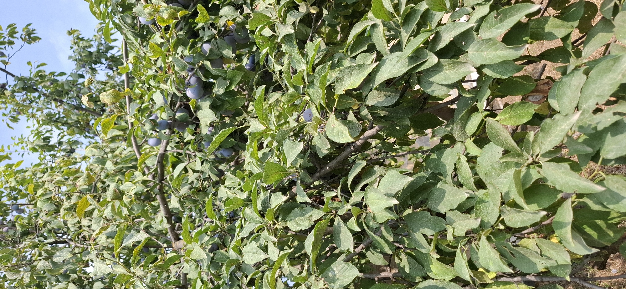 The image shows a close-up view of a plum tree laden with ripe plums, set against a bright blue sky. The tree branches are dense with green leaves, some of which appear slightly wilted. Numerous dark purple plums are visible, clustered among the foliage. The lighting suggests it is daytime, with sunlight filtering through the leaves, creating areas of light and shadow. The background is out of focus, but hints at dry ground and perhaps other vegetation. There are no people or animals in the image. The scene depicts a natural outdoor environment, likely a garden or orchard. The image appears to be taken in Yuxarı Salamabad, Azerbaijan, given the context provided.