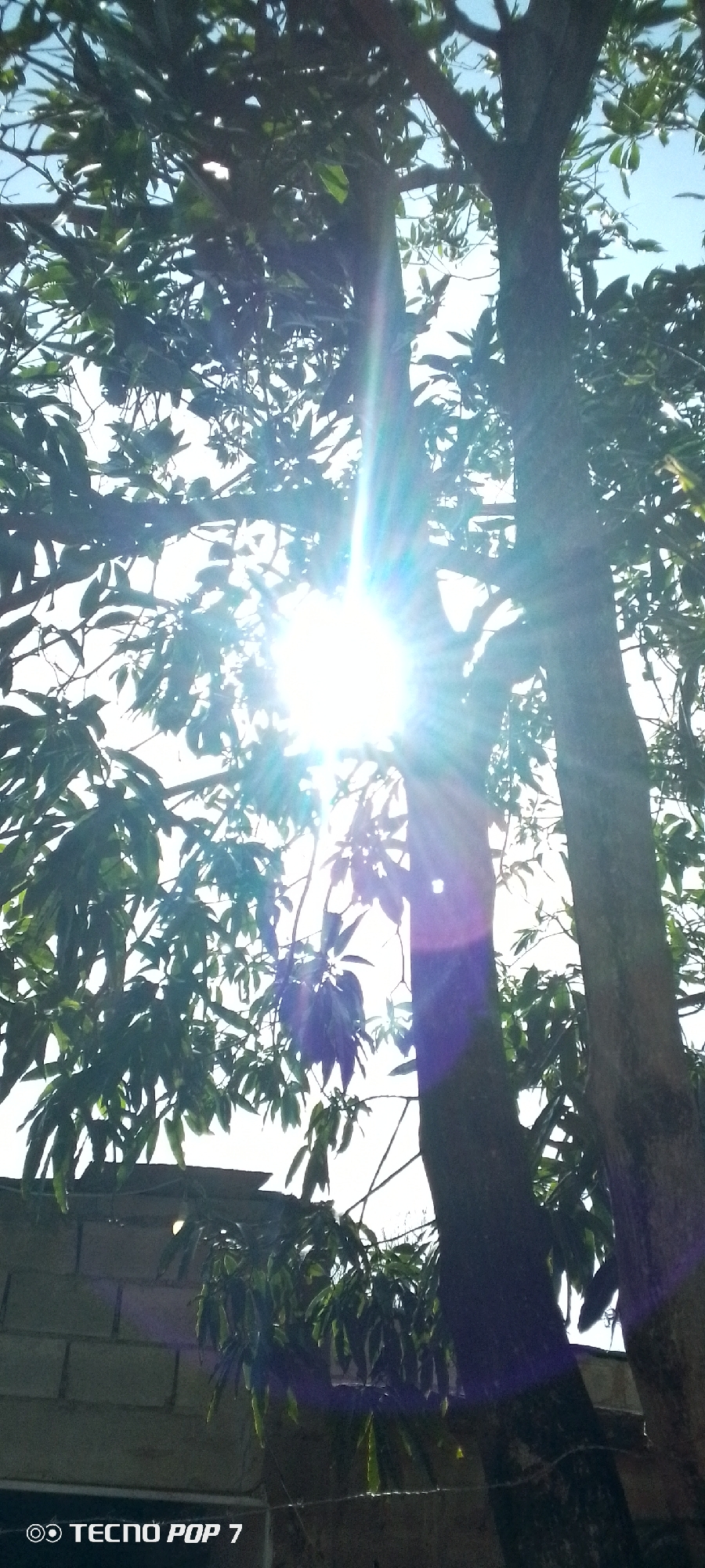 The image shows a bright sun shining through a tree in Altagracia, Venezuela. The tree has green leaves and two thick trunks. A brick wall is visible behind the lower portion of the tree. The sky is light blue. The image appears to be taken during the day.