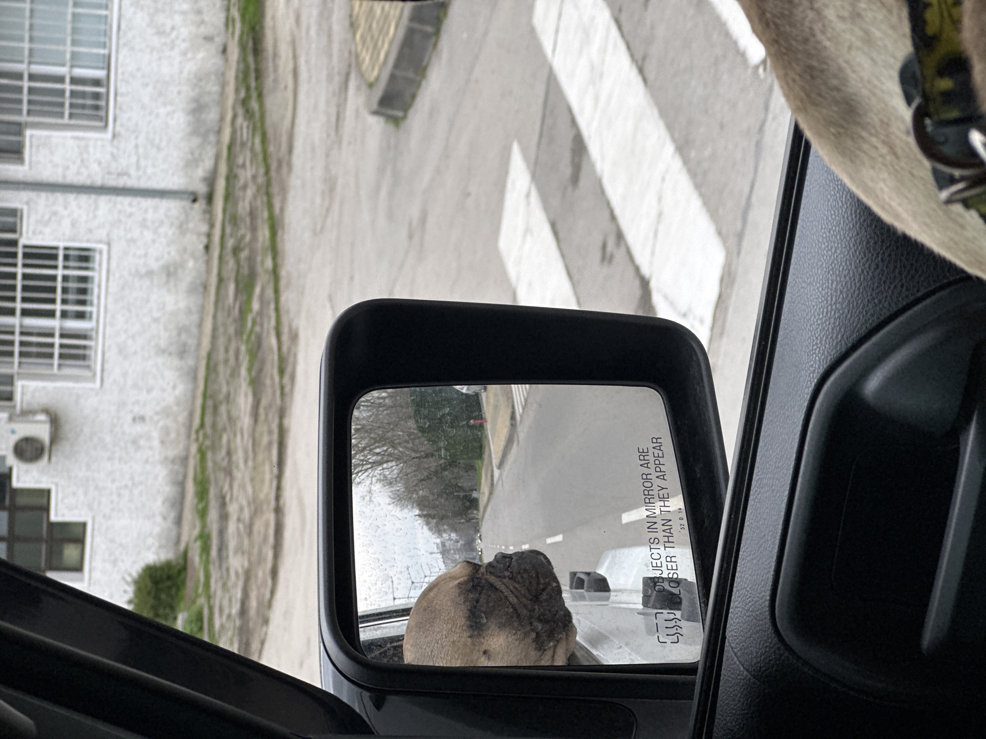 A dog with a collar is visible in the side mirror of a car. The mirror also reflects a street and trees. The background shows a building with windows, and a street with white markings on the pavement. This image was captured in Varna, Bulgaria.