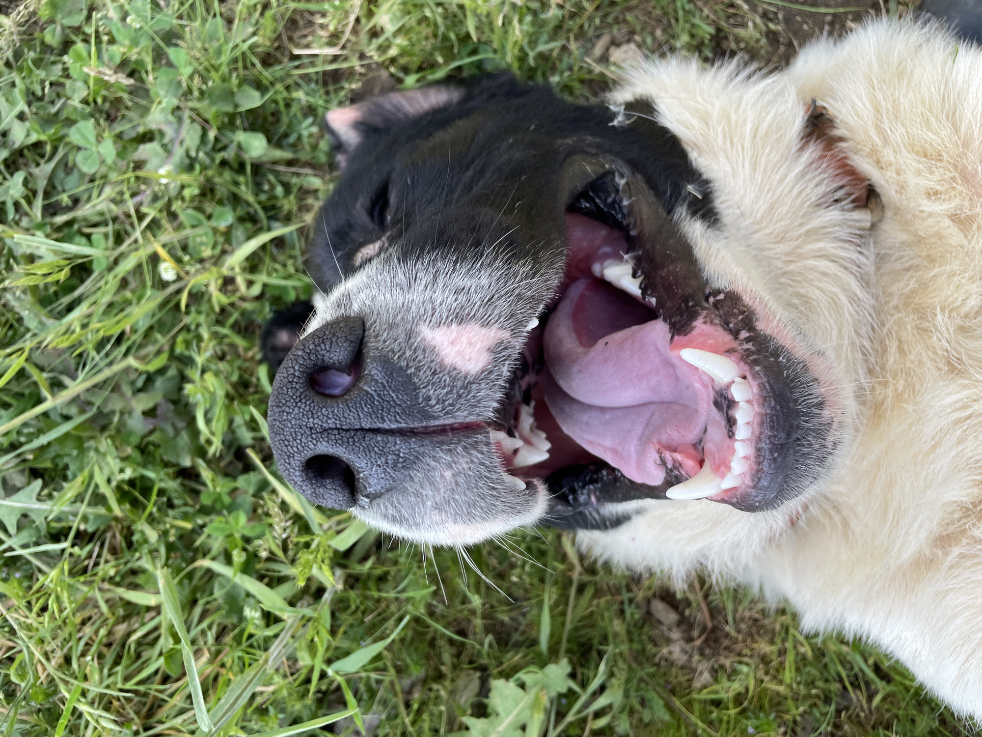 A dog lies on its back in a patch of green grass. The dog is black and white with a pink tongue and white teeth, with its mouth open in a wide yawn. The dog's nose is black and wrinkled. The location is unspecified; Zlatograd, Bulgaria is irrelevant to the image.