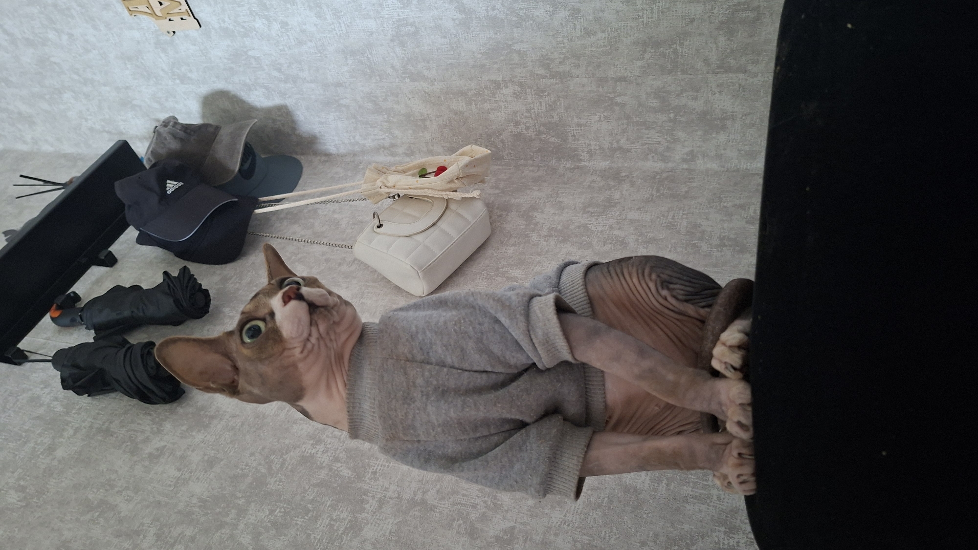 A sphynx cat wearing a grey sweater sits on a black surface in front of a textured grey wall in Myadzyel, Belarus. Several items hang on the wall behind the cat, including two black umbrellas, two baseball caps, a white quilted handbag, and a small drawstring pouch with a cherry embroidered on it. The cat is looking to the right with its ears perked up.