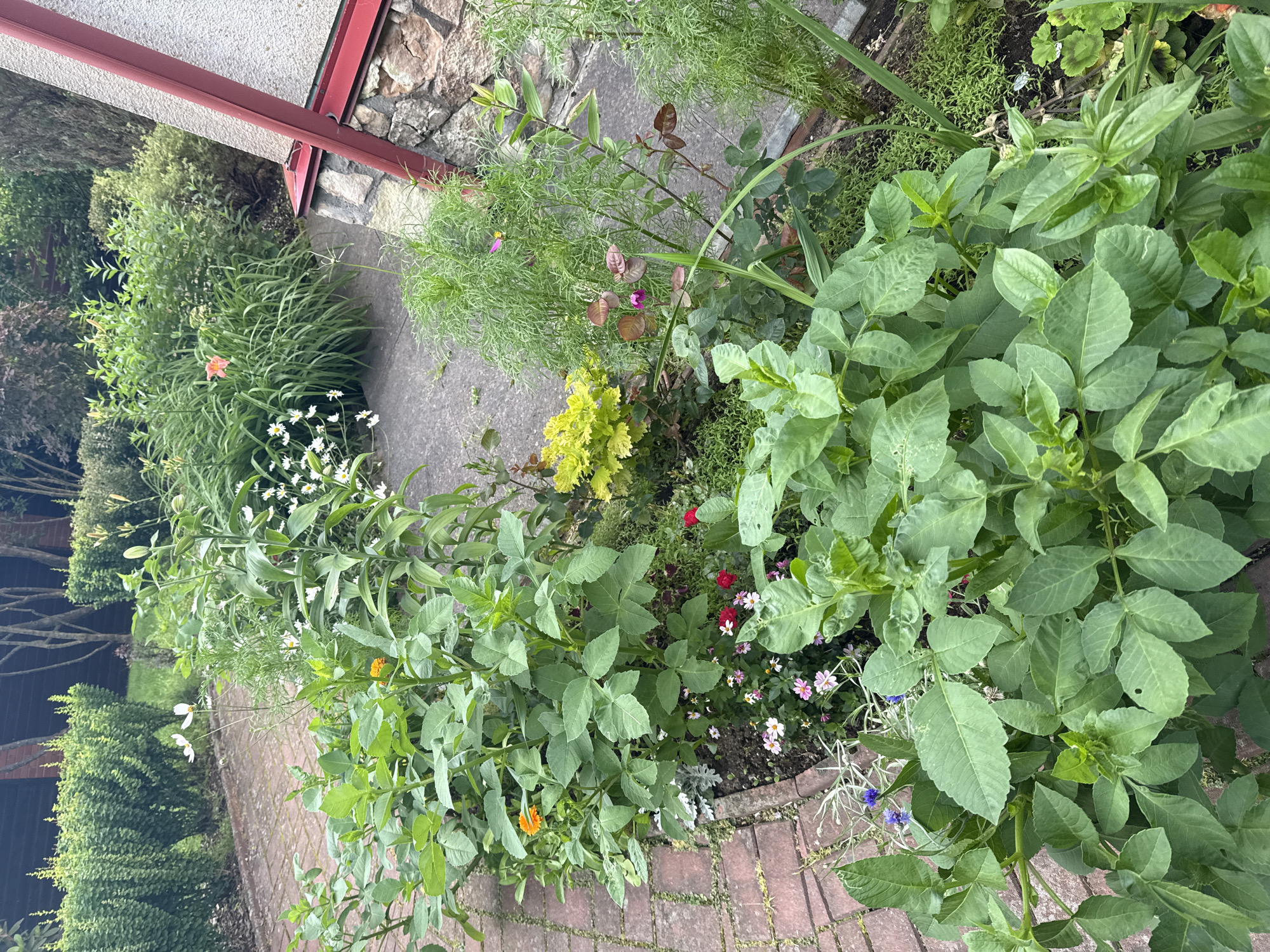 The image shows a garden path made of red bricks, bordered by a variety of plants and flowers. The garden is lush and green with a mix of tall and short plants, as well as blooming flowers in shades of white, pink, red, and orange. In the background, there are trimmed green bushes and a building with a stone foundation and a red roofline. The scene appears to be a residential backyard or a community garden space. The location is specified as Yukki, Russia.