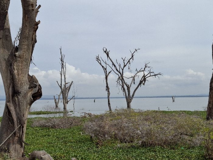 The image shows a view of Lake Victoria from the shore near Karagita, Kenya (latitude: -0.772, longitude: 36.42). The foreground is dominated by a large dead tree with its bare branches reaching towards the sky. In the background, there are several more dead trees, their branches skeletal against the cloudy sky and the calm, still water of the lake. The trees are located along the shore of the lake, with their roots in the water. The shore is covered in green vegetation, and the lake is a light blue color. The sky is a pale grey with a few wispy clouds. There are no people present in the image.