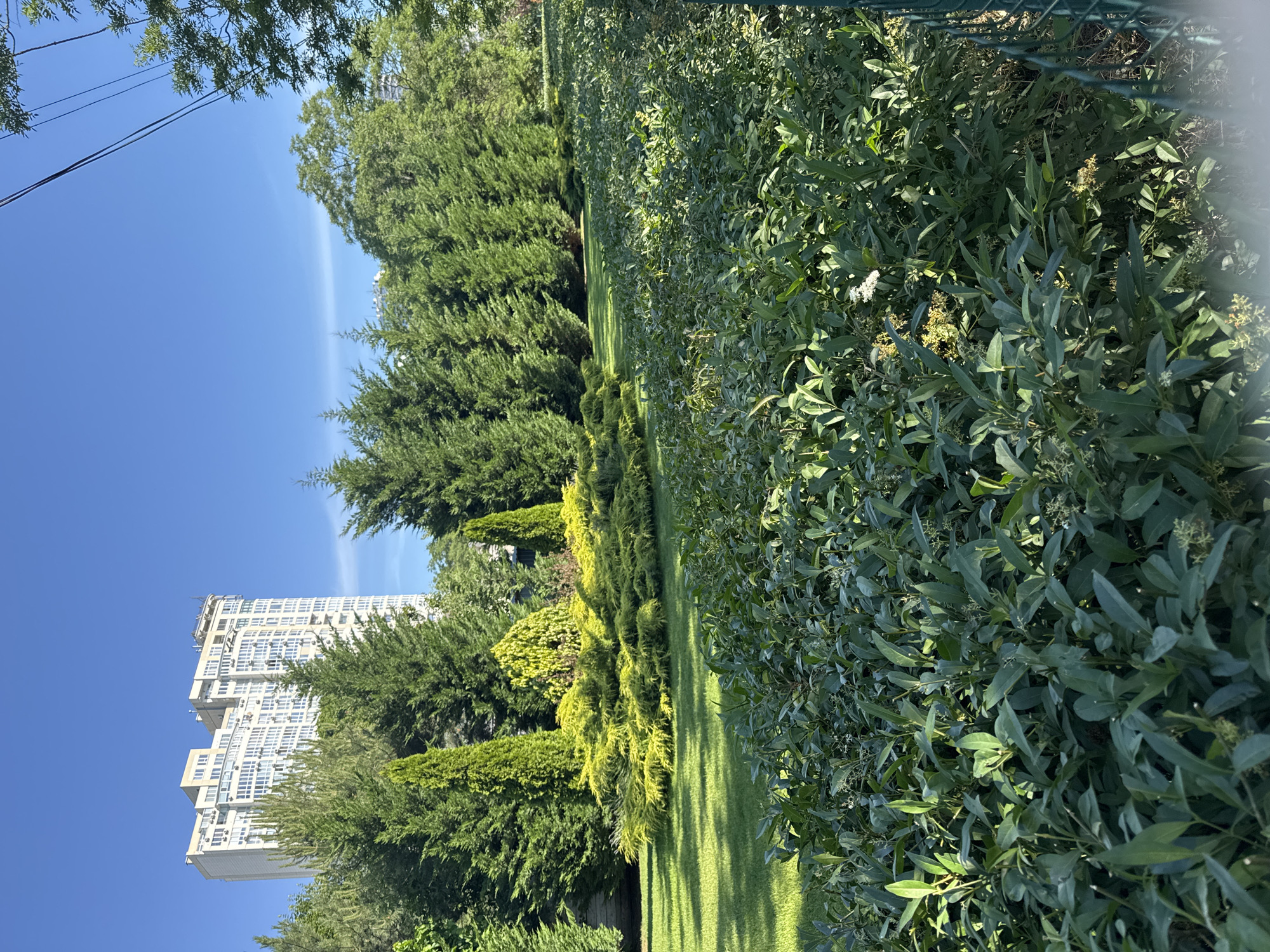 A tall, modern, cream-colored apartment building with numerous windows and balconies is visible in the background, partially obscured by a line of dense, green coniferous trees and other foliage. The building stands against a clear blue sky. In the foreground, there is a well-maintained garden with lush green grass, a variety of sculpted shrubs, and a thick, low-lying hedge. The overall scene depicts a manicured urban green space adjacent to a residential high-rise.