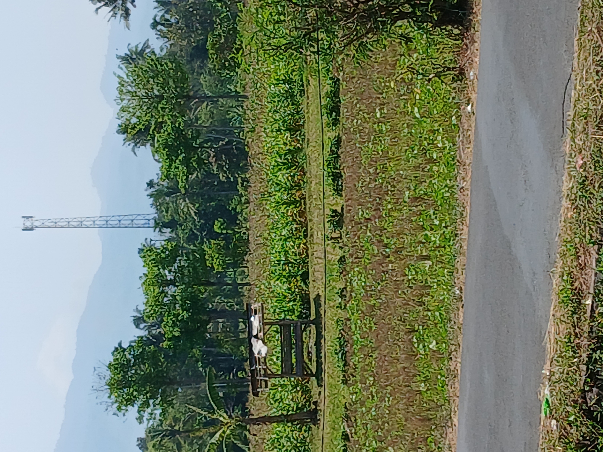 The image depicts an outdoor rural scene. In the foreground, a gray asphalt road runs horizontally across the frame. The road is bordered by dry, brown grass and some green vegetation. Beyond the road, a field of green crops, likely corn, stretches into the mid-ground. A small, rustic wooden shelter with a tin roof, possibly a resting spot, stands within this field, to the left of center. A banana tree is visible to the left of the shelter. In the background, a dense line of green trees, including palm trees, forms a natural barrier. Beyond the trees, hazy blue mountains rise under a bright, clear sky. A tall, metal communication tower stands prominently against the sky in the upper right portion of the image. The scene is illuminated by bright sunlight, casting subtle shadows. The overall impression is one of a peaceful, agricultural landscape in Indonesia.