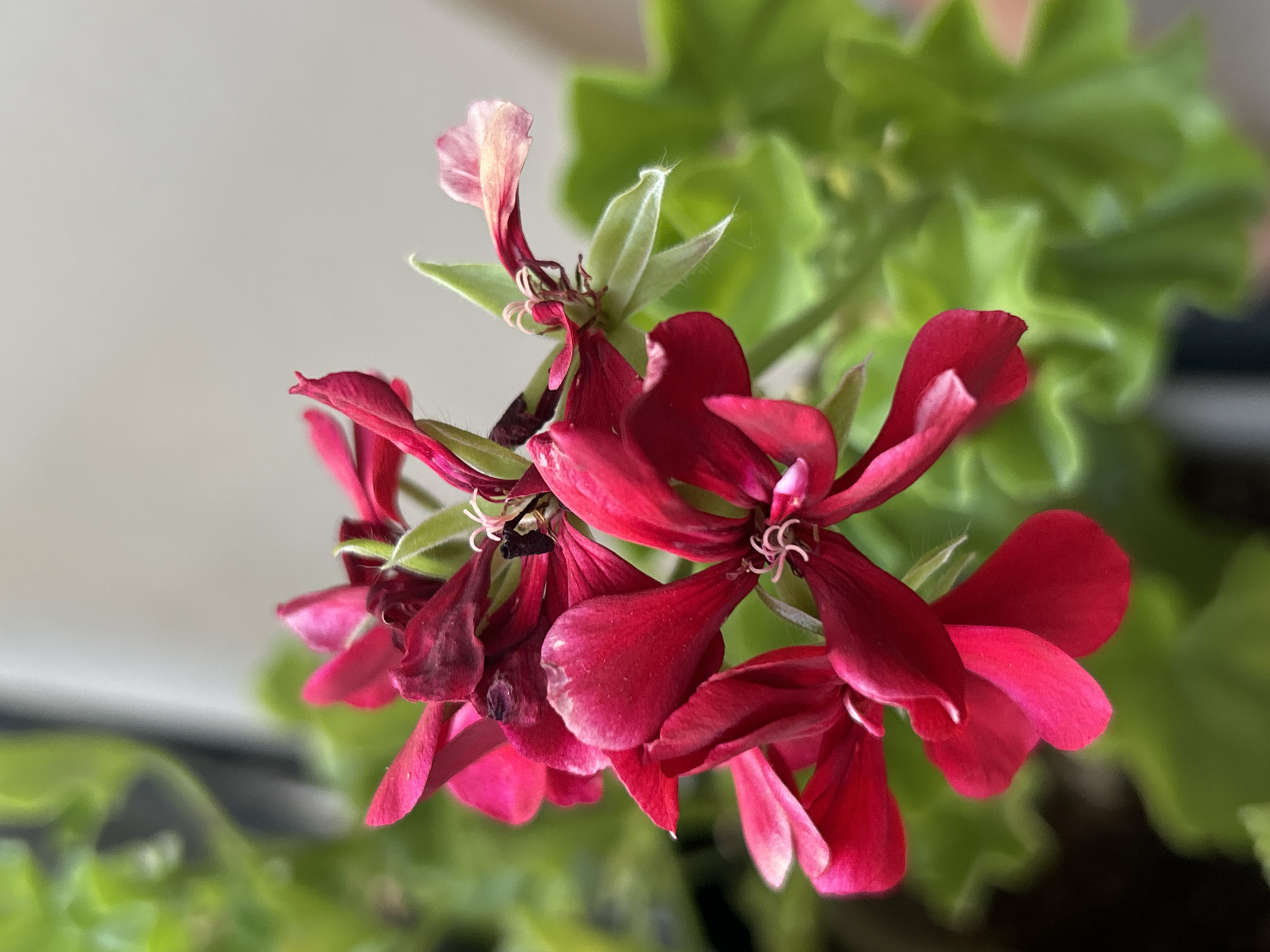 A close-up, eye-level, outdoor shot focuses on a cluster of deep pink geranium flowers, their petals slightly curled and some showing signs of wilting. The flowers are set against a softly blurred background of vibrant green foliage, indicating a garden or potted plant setting. The lighting suggests it is daytime, possibly morning or afternoon, with a soft, diffused light illuminating the scene. The specific location within Plovdiv, Bulgaria, cannot be determined from the image alone.