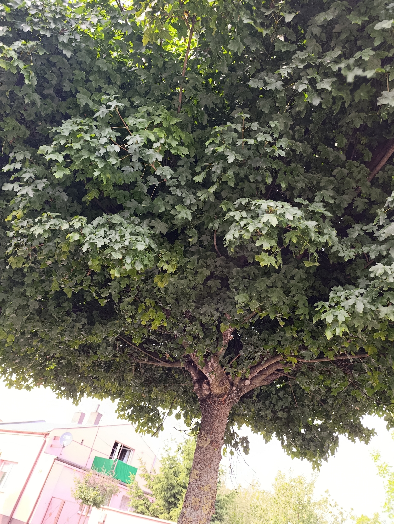 A low-angle, full shot shows the dense green canopy of a large deciduous tree dominating the frame, its thick trunk visible in the lower center. The bark of the trunk is rough and textured. Sunlight filters through the leaves, creating areas of bright illumination and shadow. In the background, partially obscured by the tree's foliage, is a light pink building with several windows, one of which is open, revealing a green balcony. A satellite dish is mounted on the side of the building. Several evergreen trees and lighter green foliage are visible to the right of the building. The sky is bright and washed out, indicating daylight.