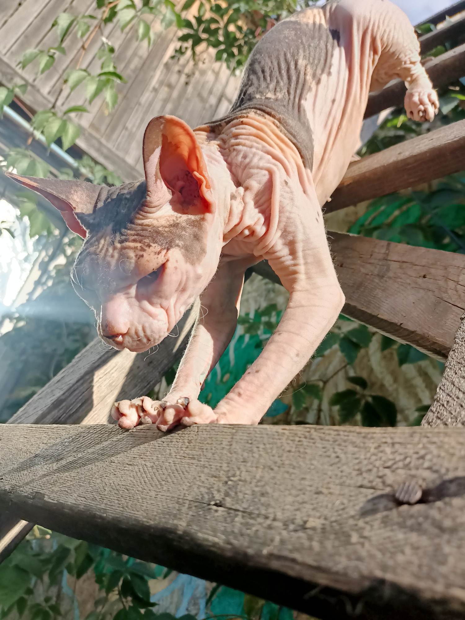 A hairless cat is pictured outdoors, perched on wooden planks. The cat has light pink skin with dark grey patches on its head and back. It is stretching its front paws forward, with its head lowered and facing left. Green foliage is visible in the background, along with a rustic wooden fence. Sunlight streams in from the left side of the frame, casting a lens flare. The setting appears to be a backyard or garden area. The image does not contain any information about the city of Almaty, Kazakhstan.