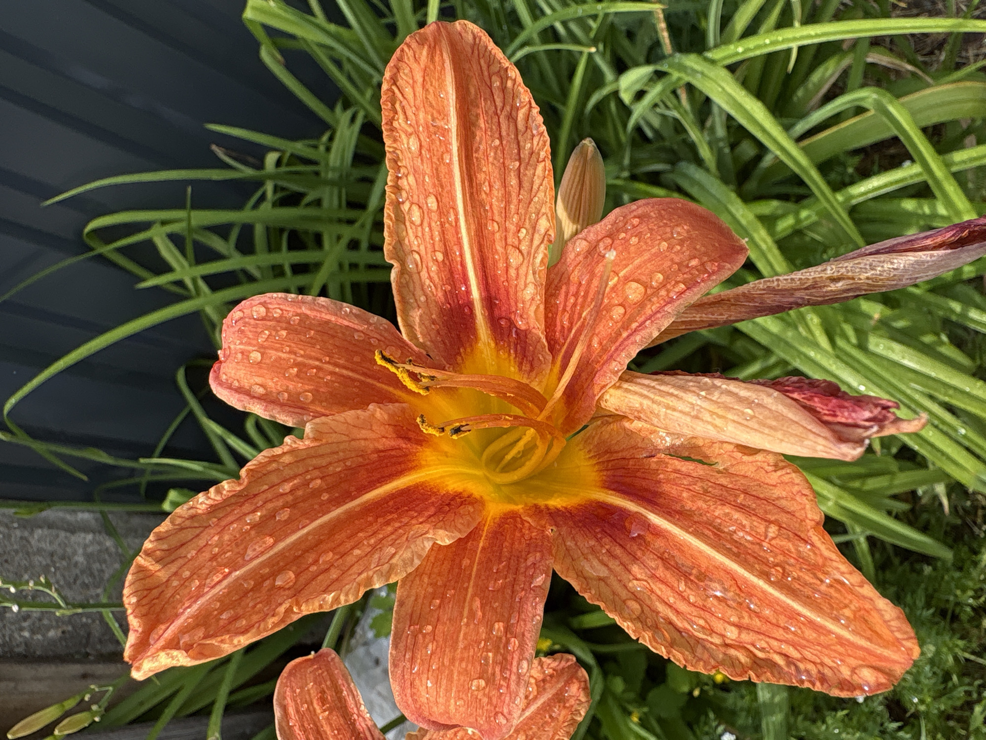 This media file features a close-up, overhead shot of a vibrant orange daylily flower, glistening with numerous water droplets, suggesting it has recently rained or been watered. The flower is in full bloom, with six prominent petals unfurling around a bright yellow center. The petals have a delicate, textured appearance with visible veins and are tinged with red near the base, creating a gradient effect. The stamen and pistil are clearly visible in the center, adding to the intricate detail of the bloom.
The background is a blur of lush green foliage, characteristic of a garden setting. To the left, a dark, textured surface, possibly a fence or wall, provides a contrasting backdrop. The lighting suggests it is daytime, likely morning or afternoon, with sunlight illuminating the water droplets and highlighting the flower's vivid colors.
No people or specific events are depicted. The focus is entirely on the natural beauty of the daylily. The presence of water droplets on the petals is a notable detail, adding a fresh and dewy quality to the image. The environment appears to be outdoors in a garden, possibly in Vitsebsk, Belarus, given the location context. There is no visible text in the media file. The overall impression is one of natural beauty and tranquility.