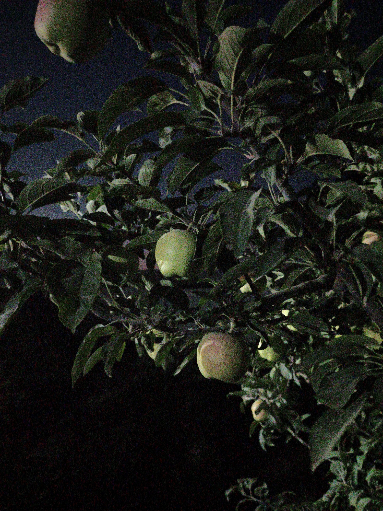 This is a dimly lit, grainy photograph of an apple tree with several apples on it, taken at night. The background is dark, indicating it is nighttime. In the foreground, there are dark green leaves and branches. Several apples are visible, appearing to be green or yellowish-green. One larger apple is prominent in the upper left quadrant, and another is visible in the lower right quadrant. The scene appears to be in a natural outdoor setting, possibly a garden or orchard. The location in Cholpon-Ata, Kyrgyzstan, is not directly inferable from the visual information in the image itself.