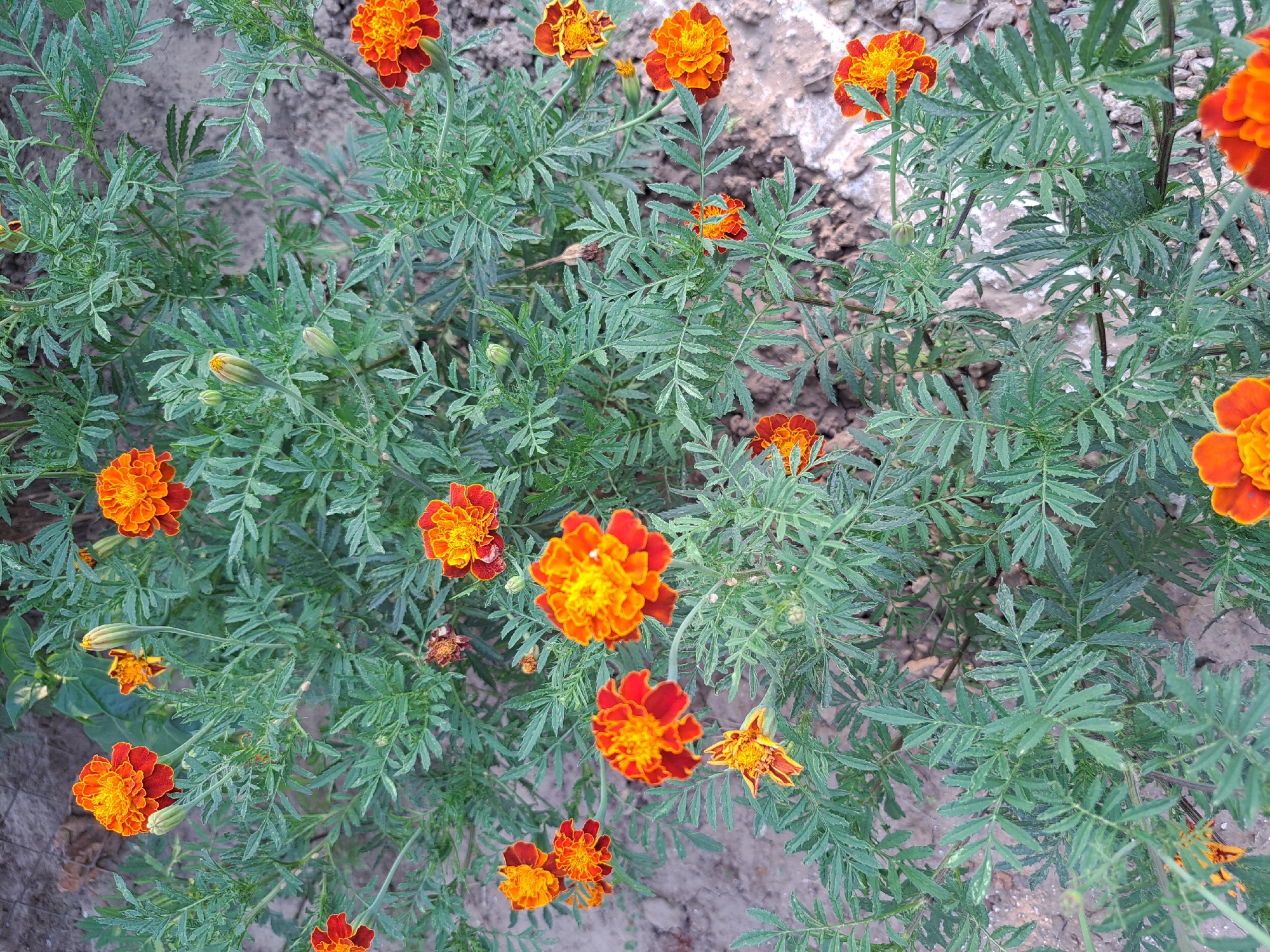 This image depicts a close-up view of a cluster of marigolds in various stages of bloom, situated in an outdoor setting. The flowers exhibit vibrant orange and red petals, with some buds also visible. They are surrounded by their characteristic feathery green foliage. The ground beneath the plants appears to be composed of soil and small stones, suggesting a garden or naturalistic environment. The image does not contain any identifiable landmarks or elements that would allow for a specific location within the city of Vypasne, Ukraine to be determined. There are no people or any actions or interactions taking place.