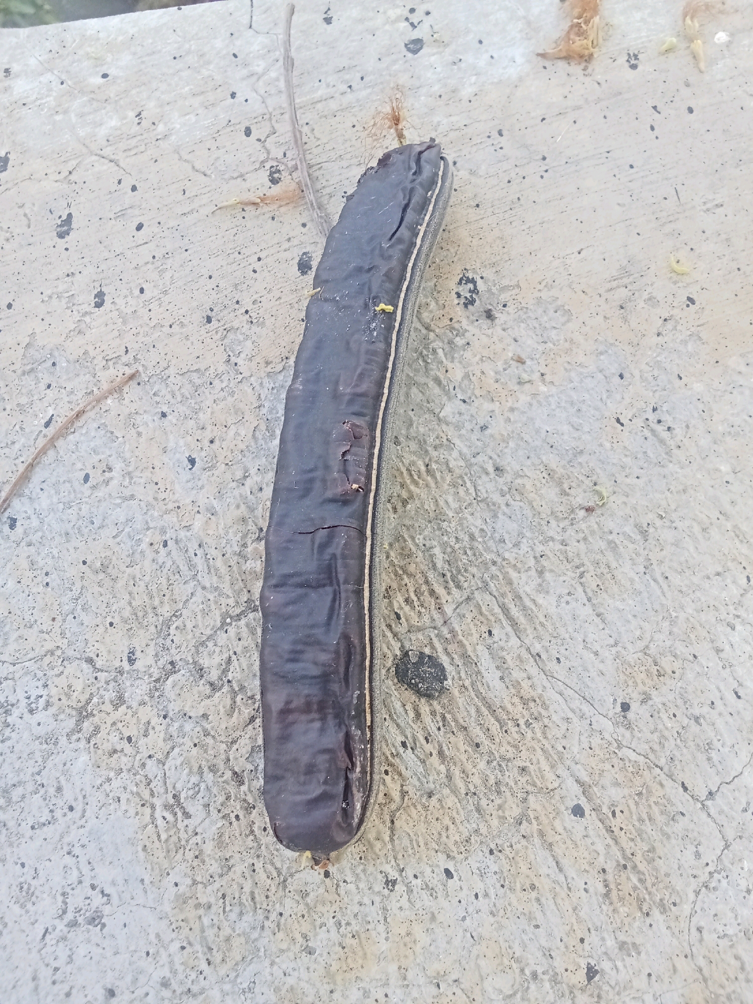 A single, dark brown, elongated seed pod lies diagonally on a light-colored, textured concrete surface. The pod appears dry and somewhat wrinkled, with a lighter colored seam running along its length. Small, scattered debris, including what appears to be dried plant matter and tiny yellow specks, are visible on the concrete around the pod. The concrete surface exhibits a rough, porous texture with darker speckles and fine cracks. No people or other living beings are visible in the frame. The overall impression is one of an outdoor environment, possibly a sidewalk or pathway in Balegondo, Indonesia.