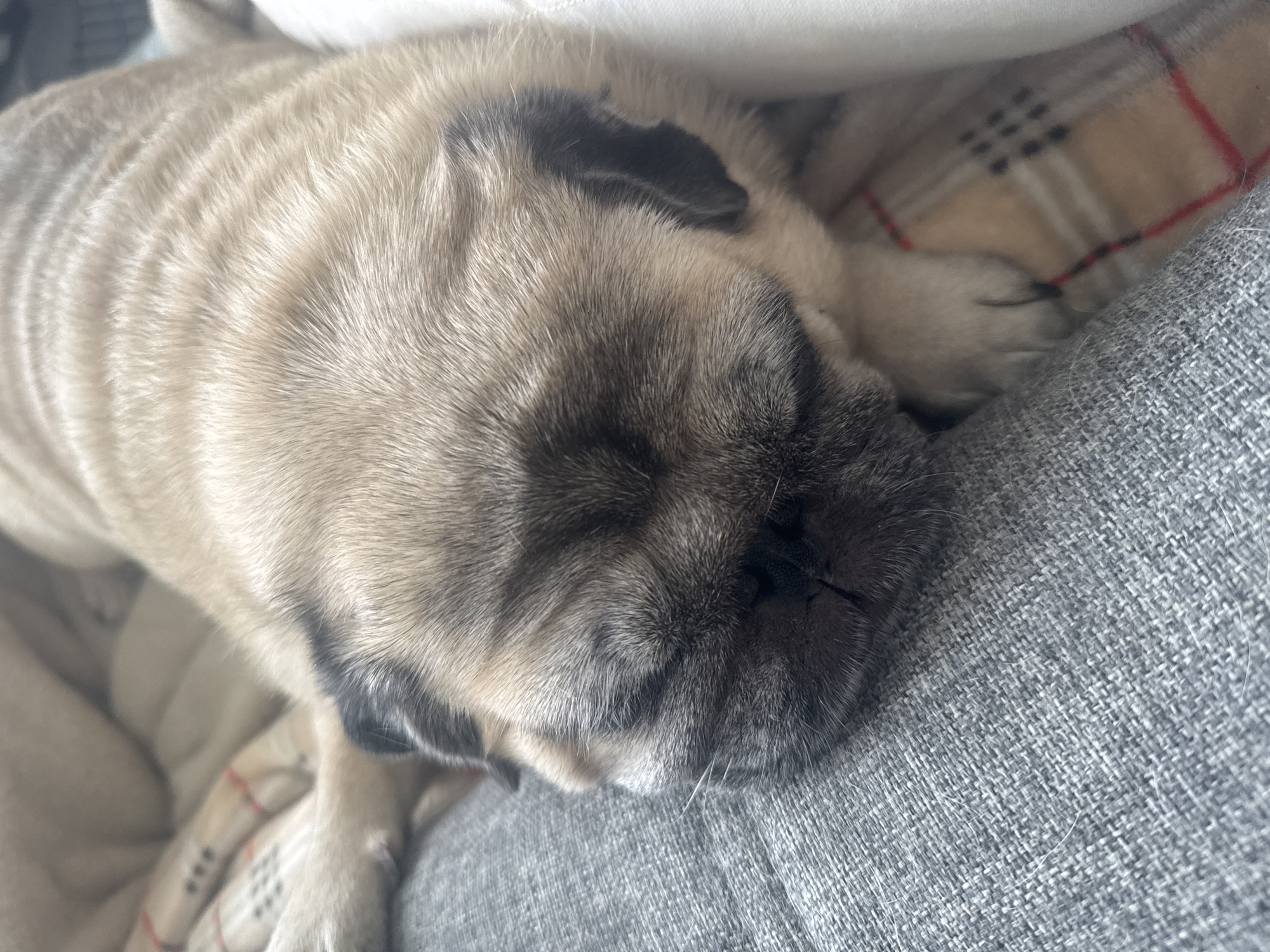 A pug dog is sleeping on a textured gray surface, possibly a couch, with its head resting on its paw. The dog has fawn-colored fur with black markings on its face and ears. Behind the dog, a checkered blanket is visible, featuring beige, red, and black patterns. The lighting suggests an indoor setting.