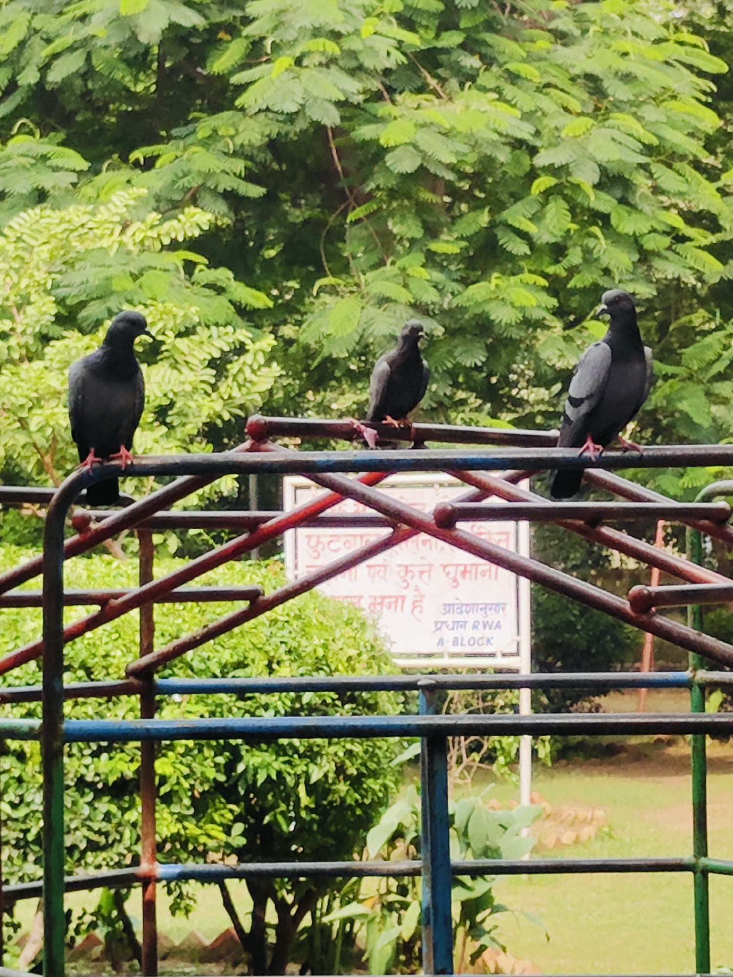 Three pigeons are perched on a metal railing in an outdoor setting. The pigeons are dark gray in color and are facing in different directions. The railing is made of metal bars painted in red, brown, and blue. Behind the railing, there are lush green trees and foliage, suggesting a park or garden environment. In the background, a white sign with Hindi text and English text "PRADHAN RWA A-BLOCK" is visible. The overall scene depicts a calm moment in a possibly urban green space in Gurgaon, India.
