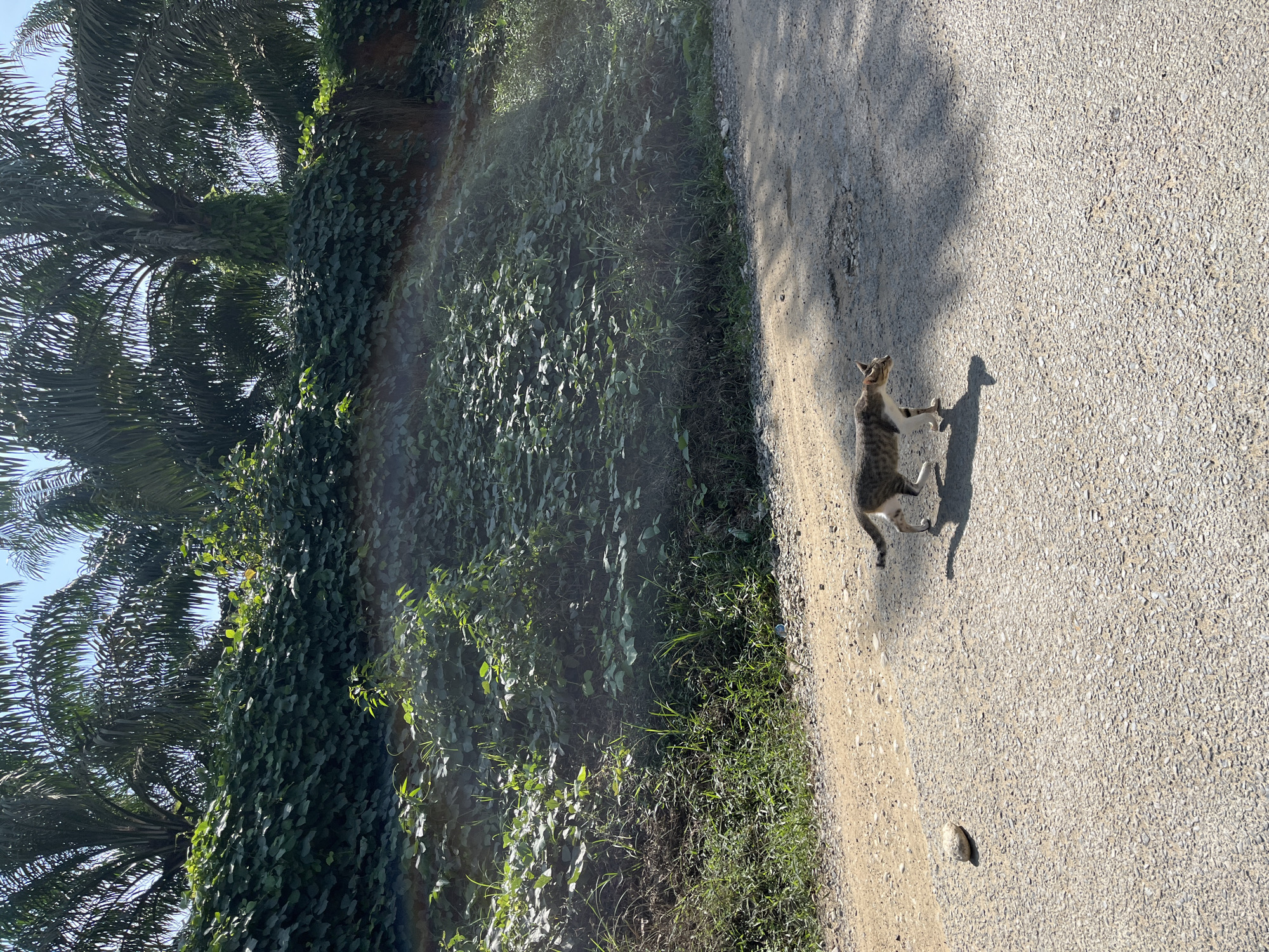 A tabby cat walks across a gravel road in Sukajadi, Indonesia. The cat is facing right, with its body slightly angled. Its fur is striped with brown and grey, and it has white markings on its chest and paws. The road is made of asphalt and gravel, with some potholes visible. To the left of the road is a steep embankment covered in dense green vegetation, including vines and palm trees. The sky is clear and blue. The sun is casting a shadow of the cat onto the road. A small white rock is visible on the left side of the road, near the embankment.