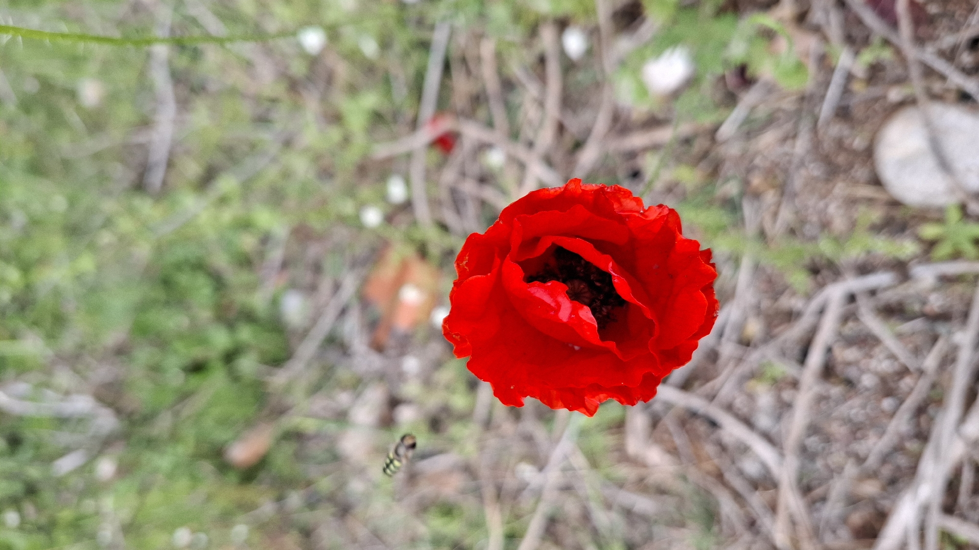 A high-angle, close-up photograph depicts a solitary, vibrant red poppy flower in full bloom. The petals appear ruffled and slightly jagged at the edges, curving inward towards the flower's dark, almost black center. The poppy is positioned slightly off-center to the right side of the frame. The background is a mix of blurred green vegetation and dry, brown twigs and debris. A small insect, possibly a fly, is visible in the lower-left quadrant of the image. The location is Boreti, Montenegro.