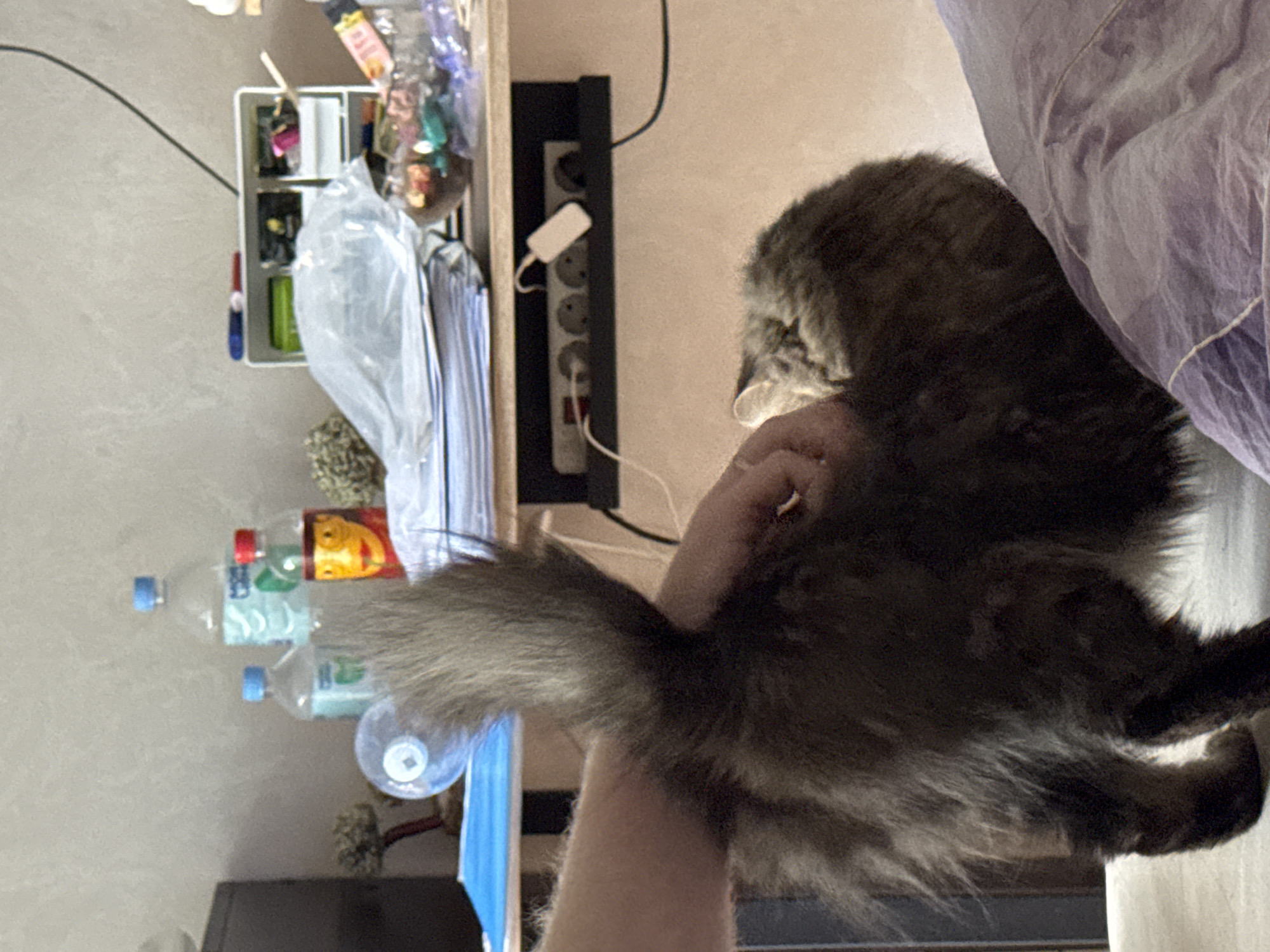 The image depicts an indoor scene, likely a domestic setting. In the foreground, a dark, fluffy cat's hindquarters and tail are visible, with a hand gently stroking its back. The cat is facing away from the camera, towards a wooden shelf unit in the background.
On the shelf, various items are present, including:
- Several plastic bottles of water, one with a blue cap and a label featuring a face.
- A clear, spherical object with a white cap, possibly a lid or a decorative item.
- A small decorative tree.
- A stack of papers or documents, some covered by a transparent plastic sheet.
- A white organizer with compartments, containing pens and other small items.
- A glass bowl filled with colorful candies or similar items.
- A power strip mounted below the shelf, with several electrical outlets and a white adapter plugged into one.
The wall behind the shelf appears to be textured and light-colored. The overall impression is a cluttered yet lived-in space. There is no information within the image to determine its location in Saratov, Russia, or any other specific city.
