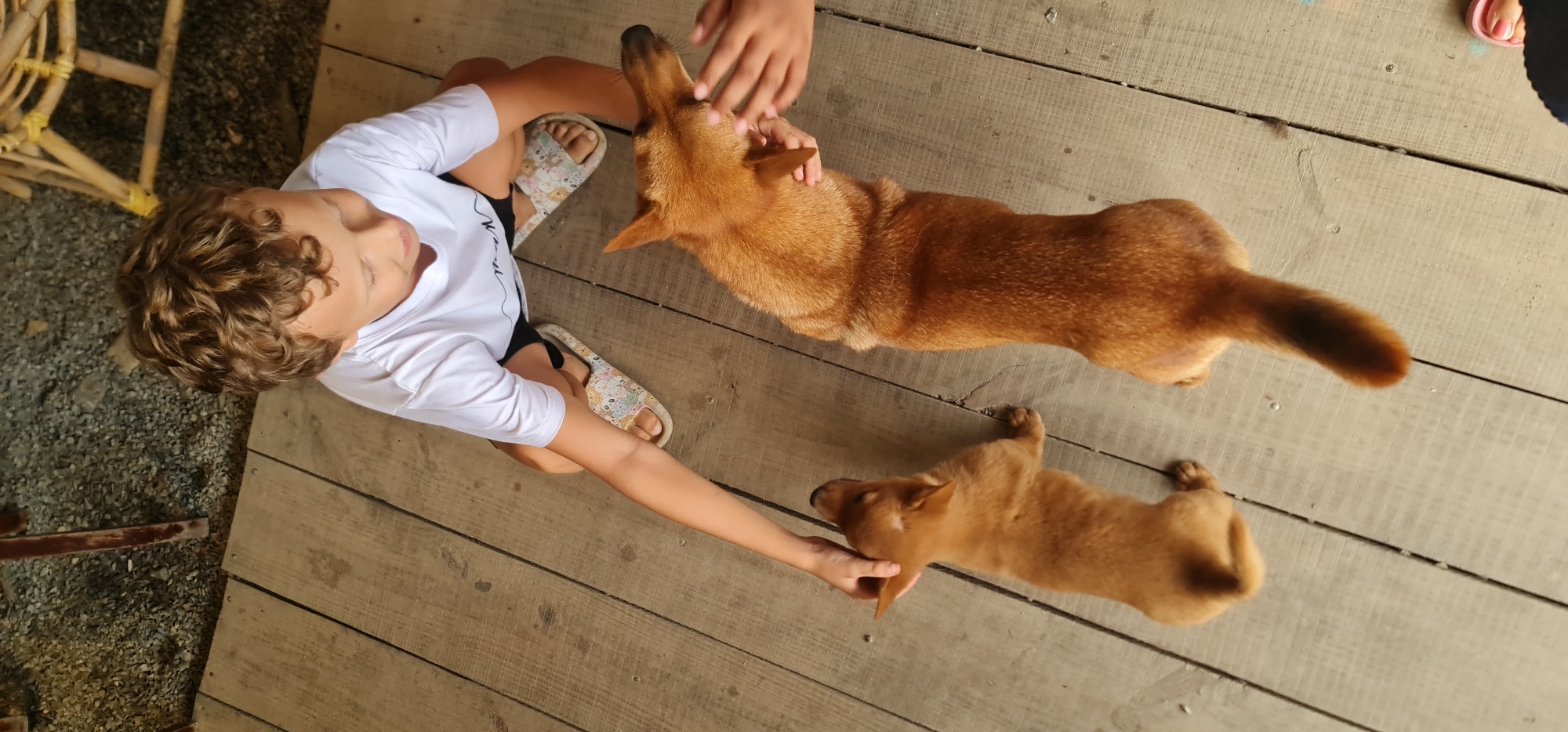 This overhead image depicts a peaceful interaction between humans and dogs on a wooden floor, likely outdoors on a porch or deck. A young boy with curly brown hair, wearing a white t-shirt, black shorts, and patterned sandals, is seated on the light-colored wooden planks. He is affectionately petting a small, reddish-brown puppy that lies in front of him.
Beside the puppy, a larger, adult reddish-brown dog is also resting on the floor. This dog is being gently petted by a pair of adult hands, visible at the top of the frame, indicating another person is present but out of view. The scene suggests a calm and loving environment, with the child appearing engaged and content.
The setting includes visible gravel and a light-colored, possibly bamboo or rattan, structure to the left, further emphasizing the outdoor location. The bright, natural lighting indicates it is daytime. A faint, illegible graphic or text is visible on the child's white t-shirt. The rustic wooden architecture and bright conditions are consistent with a location such as Đà Nẵng, Vietnam.