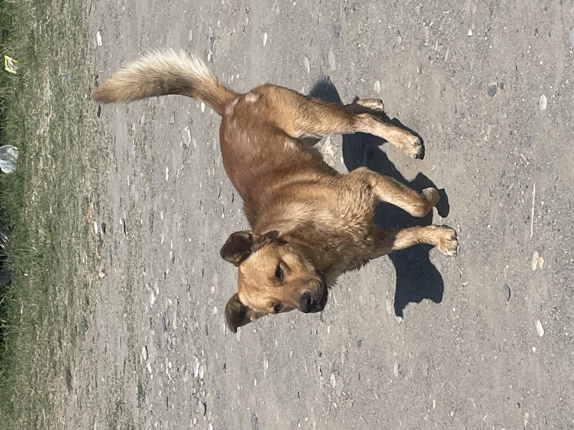 A medium-sized, light brown dog stands on a gravelly path. The dog is facing to the left of the frame with its head turned slightly towards the camera. Its ears are perked up, and its tail is held high and curved. The background consists of sparse green vegetation with some white and yellow debris visible. The ground is covered with small gray and white stones, indicative of a rural or unpaved area, consistent with the outskirts of Giachrypsh, Abkhazia. The lighting suggests it is daytime, with clear shadows cast by the dog on the ground.