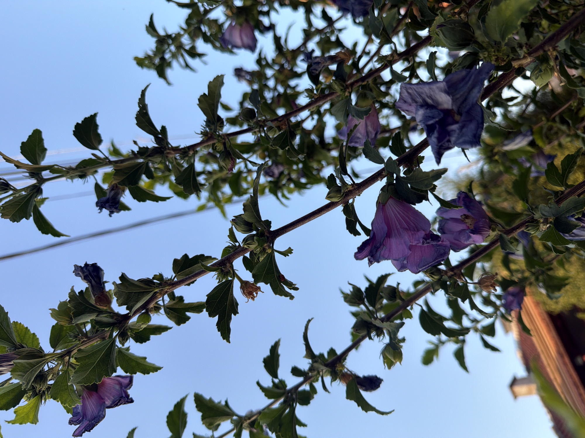 The image depicts a cluster of purple hibiscus flowers on branches against a clear blue sky. Some flowers are in bloom, while others appear wilted and dried. The branches are adorned with green leaves and small, closed buds. In the background, a portion of a red-tiled roof with a chimney is visible, suggesting an urban or suburban setting. Power lines are also present in the sky, crossing through the upper portion of the frame. The lighting indicates it is daytime, possibly late afternoon due to the warm tones on the roof. The image was taken in Svilengrad, Bulgaria.