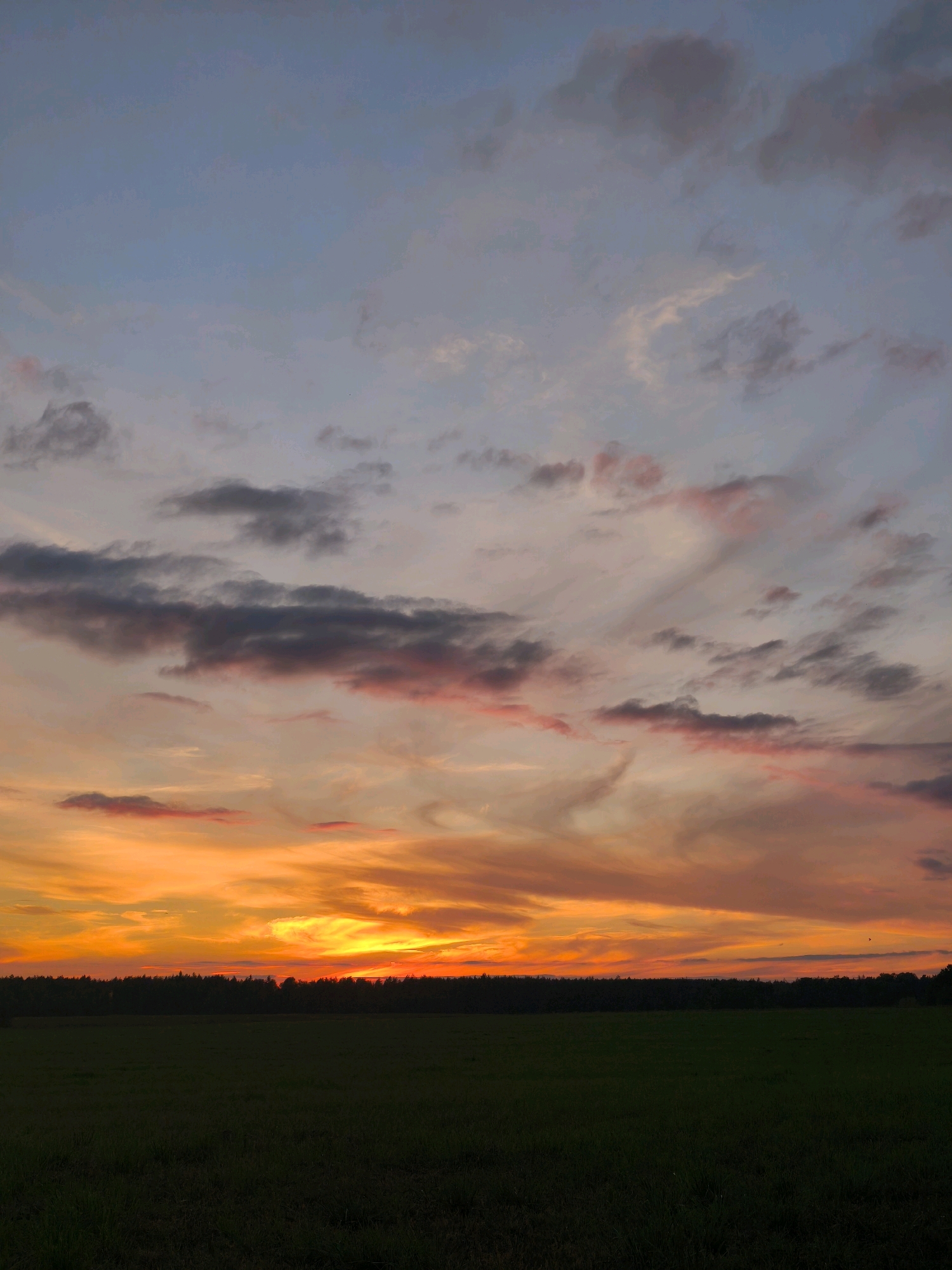 A dark green field stretches across the foreground of the image. Behind the field is a dark, dense line of trees that forms the horizon. Above the trees, the sky is a vibrant gradient of color from the setting sun. The lowest part of the sky is a bright, fiery orange, transitioning upwards to shades of yellow, pink, and then a muted blue-grey. Wispy clouds are scattered throughout the sky, some tinged with pink from the sunset. The overall impression is of a rural landscape at dusk in Кадзінскі сельскі Савет, Belarus. There are no people or specific objects of note in the image.