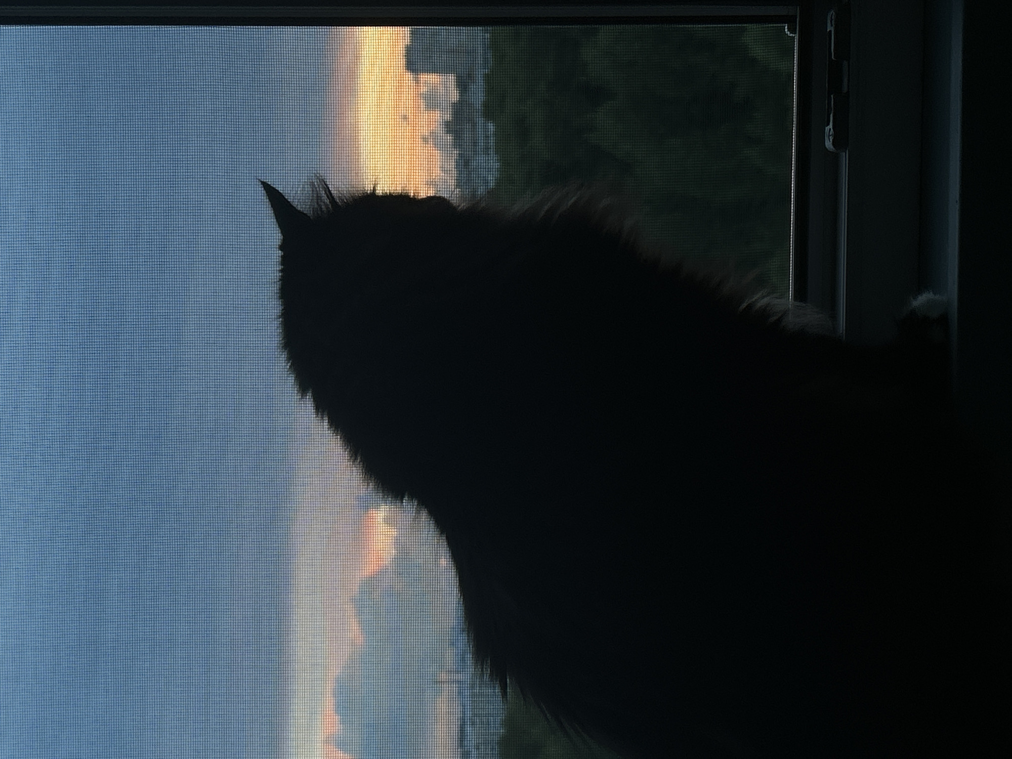 The image is a silhouette of a cat looking out a window with a screen. The cat's dark fur contrasts sharply with the bright sky outside, which features a sunset with hues of blue, orange, and yellow. The mesh of the window screen is visible, adding texture to the image. Beyond the sunset, dark green trees and some indistinct buildings can be seen, suggesting an outdoor environment. The cat's ear is visible and pointed, indicating alertness. The overall mood is serene and contemplative, with the focus on the cat's gaze towards the fading light. The image appears to be taken during dusk. There is no visible text in the image.
