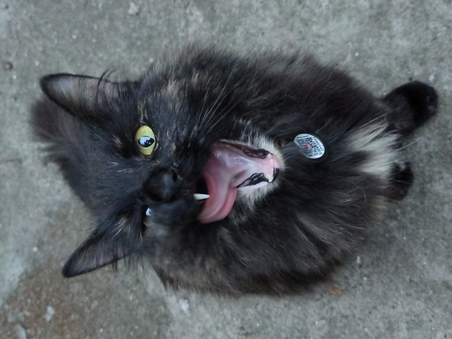 An overhead, medium shot captures a black, long-haired cat with green eyes, wide-mouthed and mid-yawn, with its tongue extended and its canines visible. One of its eyes is squinted shut, while the other is wide open. The cat is wearing a round, metallic tag with a QR code and text on its collar. Its fur is a mixture of black and brown, with some white fur visible on its chest. The cat is positioned on a gray, rough-textured surface that appears to be concrete or asphalt. The background is out of focus but suggests an outdoor environment. The lighting is natural and appears to be overcast, casting a soft light on the subject.
