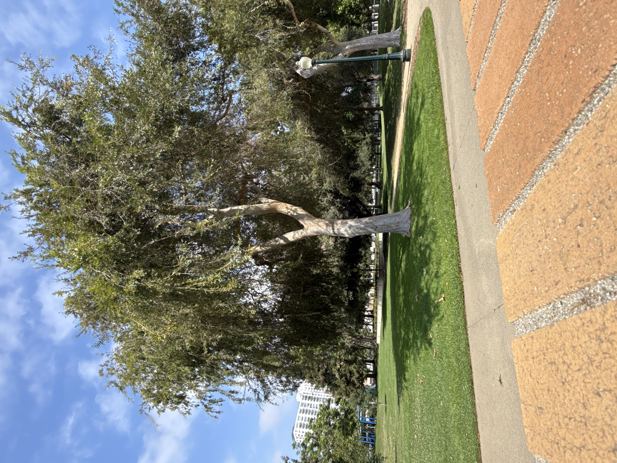 The image depicts an outdoor scene in Beverly Hills, California. The foreground is dominated by a paved walkway bordered by a low brick wall and a vibrant green lawn. Beyond the lawn, several mature trees with light-colored bark and dense foliage are scattered across the landscape. One large tree with a prominent, twisted trunk stands close to the walkway, its branches reaching upwards towards a bright blue sky dotted with scattered white clouds. In the background, a lamppost with a classic design is visible amidst the trees, suggesting a park or public garden setting. Further in the distance, a multi-story white building with numerous windows can be seen, and beyond that, hints of other trees and possibly some playground equipment. The sunlight casts distinct shadows on the grass, indicating it is daytime, likely a sunny day. The overall atmosphere is serene and suggests a pleasant outdoor environment. There is no visible text in the image.