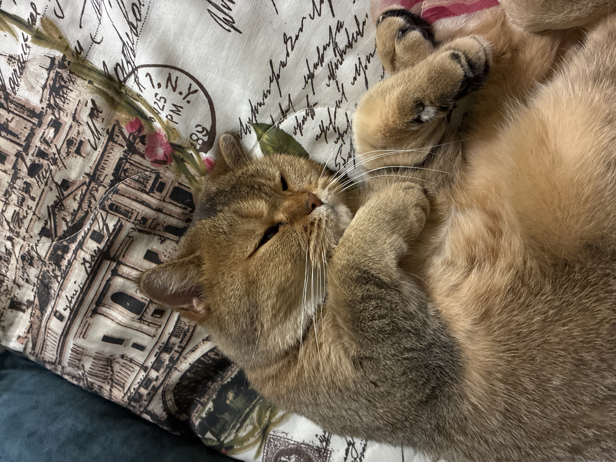 A feline with golden-brown fur reclines on a cushion or pillow adorned with an intricate design featuring a cityscape reminiscent of European architecture, possibly Paris, accompanied by scripted text and a postmark. The cat's paws are curled inward, near its face, and its eyes are partially closed. The composition is a close-up, suggesting a relaxed and intimate atmosphere. The environment appears domestic, likely an indoor setting. There is no evidence to place this image in Moscow.