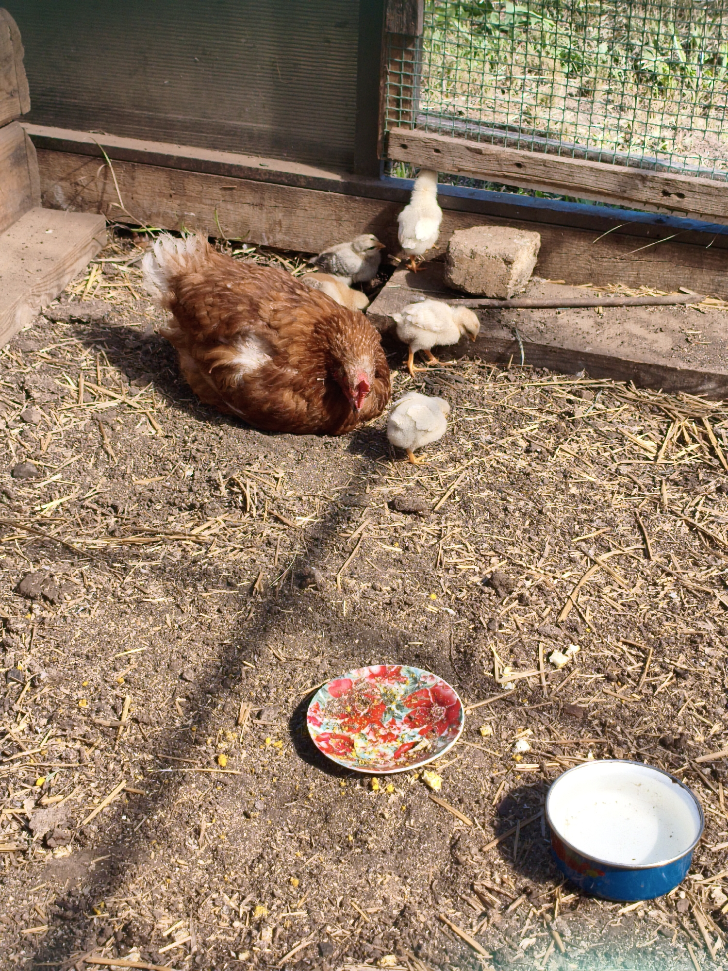 A mother hen and her chicks are gathered in a chicken coop. The hen, a reddish-brown color, is resting on the ground, while several small, fluffy yellow chicks are clustered around her. One chick is pecking at the ground, another is looking up, and a third is partially obscured by the mother hen. The coop floor is covered with dirt and straw. In the foreground, there is a small, decorative plate with what appears to be food remnants and a metal bowl containing some white liquid, possibly water. The scene is bathed in sunlight, suggesting it is daytime. Behind the chickens, a wooden structure forms the back of the coop, and a wire mesh fence is visible, with greenery beyond it. The overall impression is one of a peaceful farmyard setting.