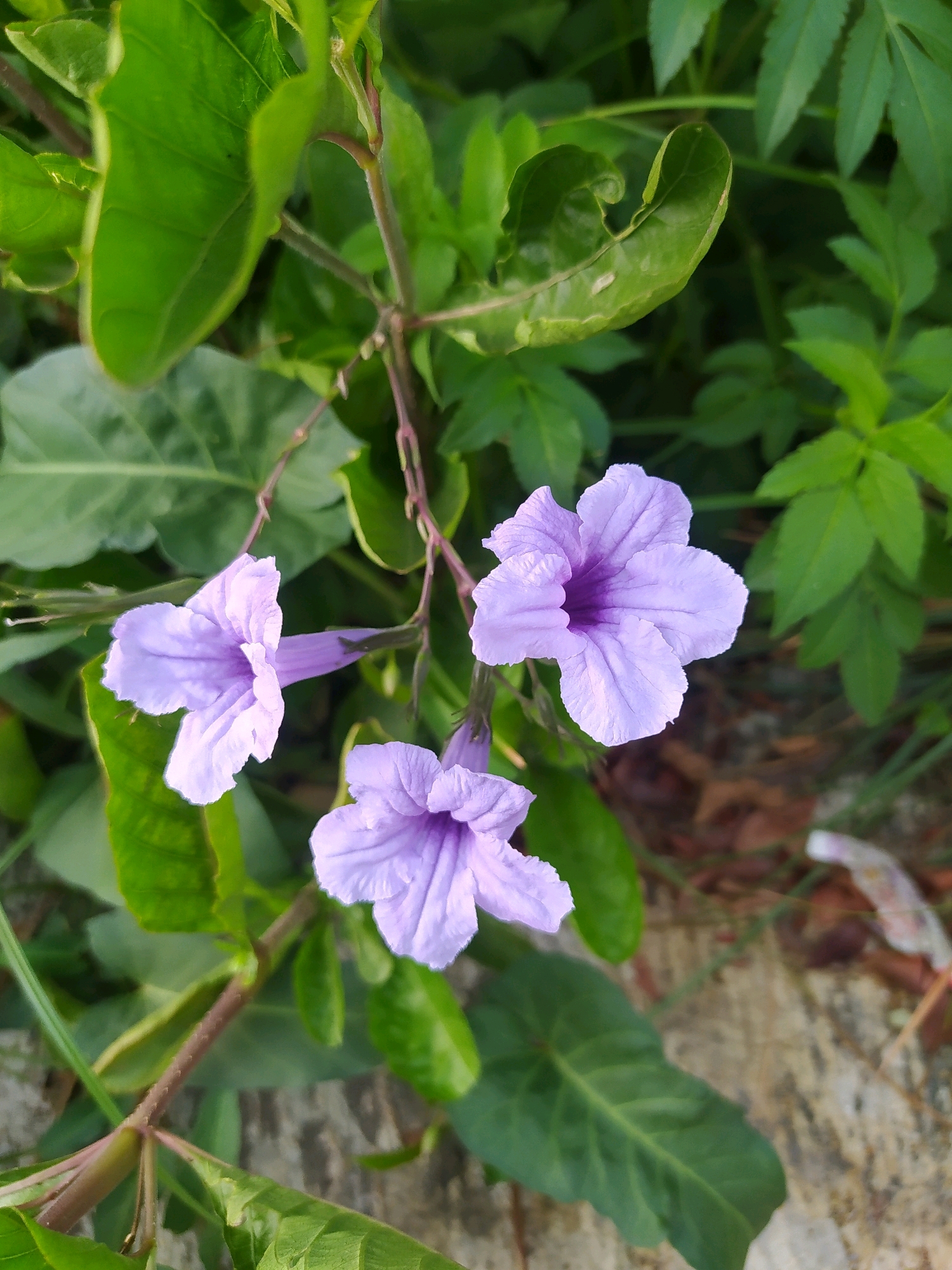 In Sroyo, Indonesia, three delicate purple flowers, likely Ruellia simplex, are captured in a close-up shot against a backdrop of lush green foliage. The flowers, with their trumpet-shaped blooms and intricate petal structures, are the clear subjects. Their soft purple hue stands out against the vibrant green leaves that surround them. The image appears to be taken outdoors, possibly in a garden or natural setting, given the presence of leaves, stems, and a hint of rocky ground in the background. The lighting suggests it might be daytime, with natural light illuminating the scene. There are no people or animals visible, and no specific actions are taking place beyond the natural beauty of the blooming flowers.