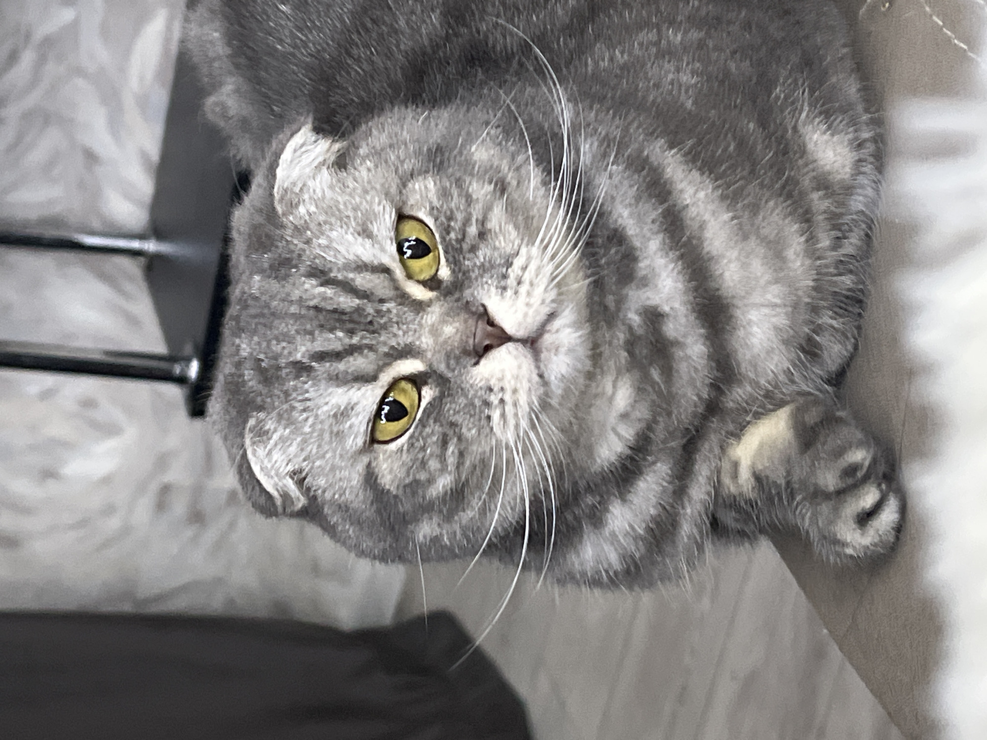The image, documented as originating from Votkinsk, Russia, displays a close-up, frontal view of a domestic Scottish Fold cat. The cat exhibits a gray tabby fur pattern with darker stripes and has distinctly folded ears. Its prominent yellow-green eyes, with vertical pupils, reflect ambient light. A light pink nose and numerous long white whiskers are clearly visible, extending laterally. The feline is seated or resting on a beige upholstered surface, looking directly towards the viewer. The background consists of a light gray wall with a faint, lighter-toned leaf pattern on the left side, and a dark, vertical, possibly metallic, fixture partially visible on the right. A small section of light-colored flooring is discernible in the lower left quadrant of the frame.