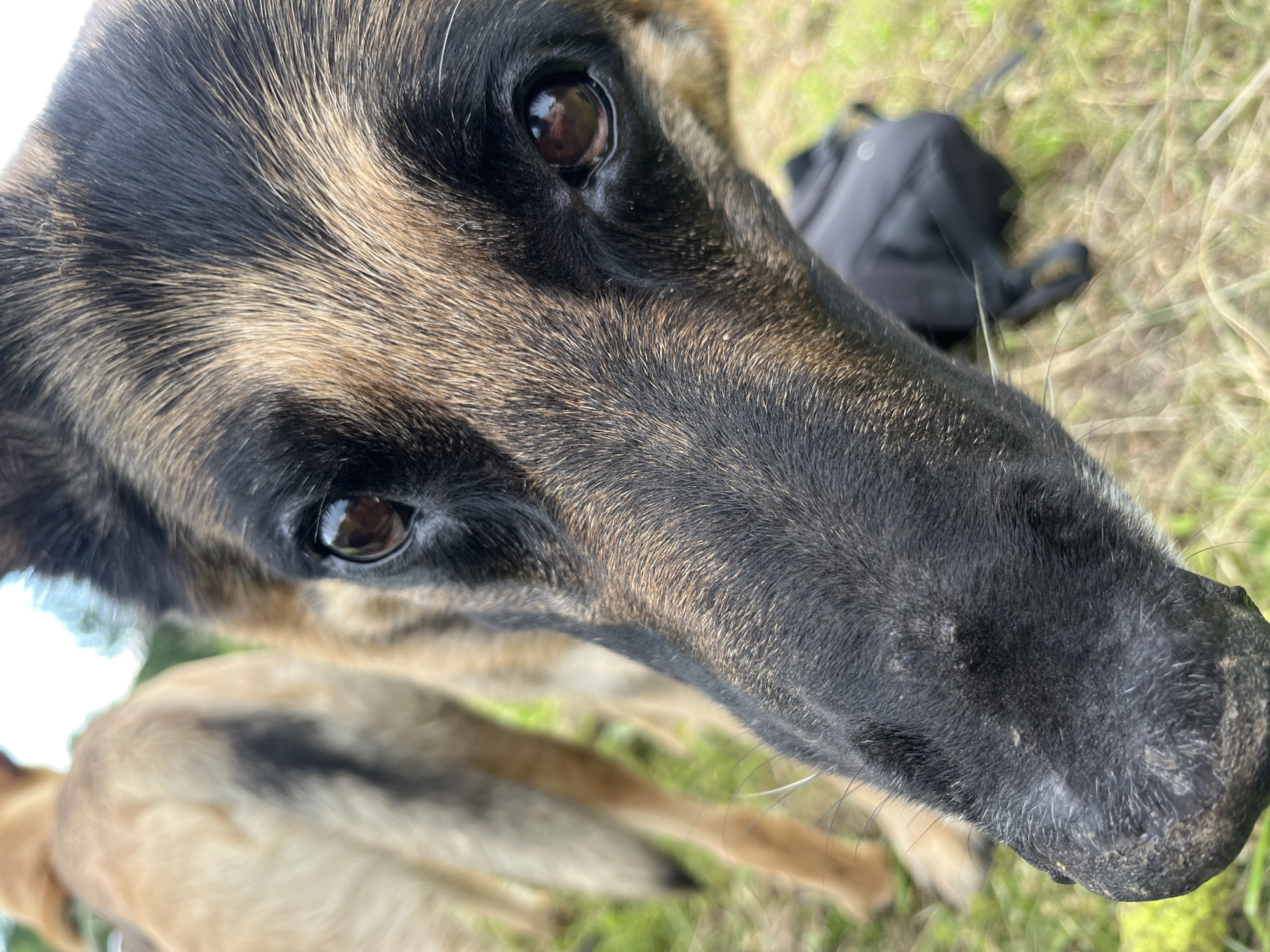 A close-up shot of a German Shepherd's face is the primary focus, with its snout and one eye clearly visible. The dog's fur is a mix of black and tan, with detailed textures captured. In the background, another dog, lighter in color, is partially visible from the rear, with its hindquarters and tail in view. Both dogs appear to be outdoors on a grassy area. A small black backpack is situated on the ground behind the German Shepherd, slightly out of focus. The overall impression is a candid, candid moment of dogs interacting in an natural environment. The specific location in Nizhny Tagil, Russia cannot be determined from the visual information provided.
