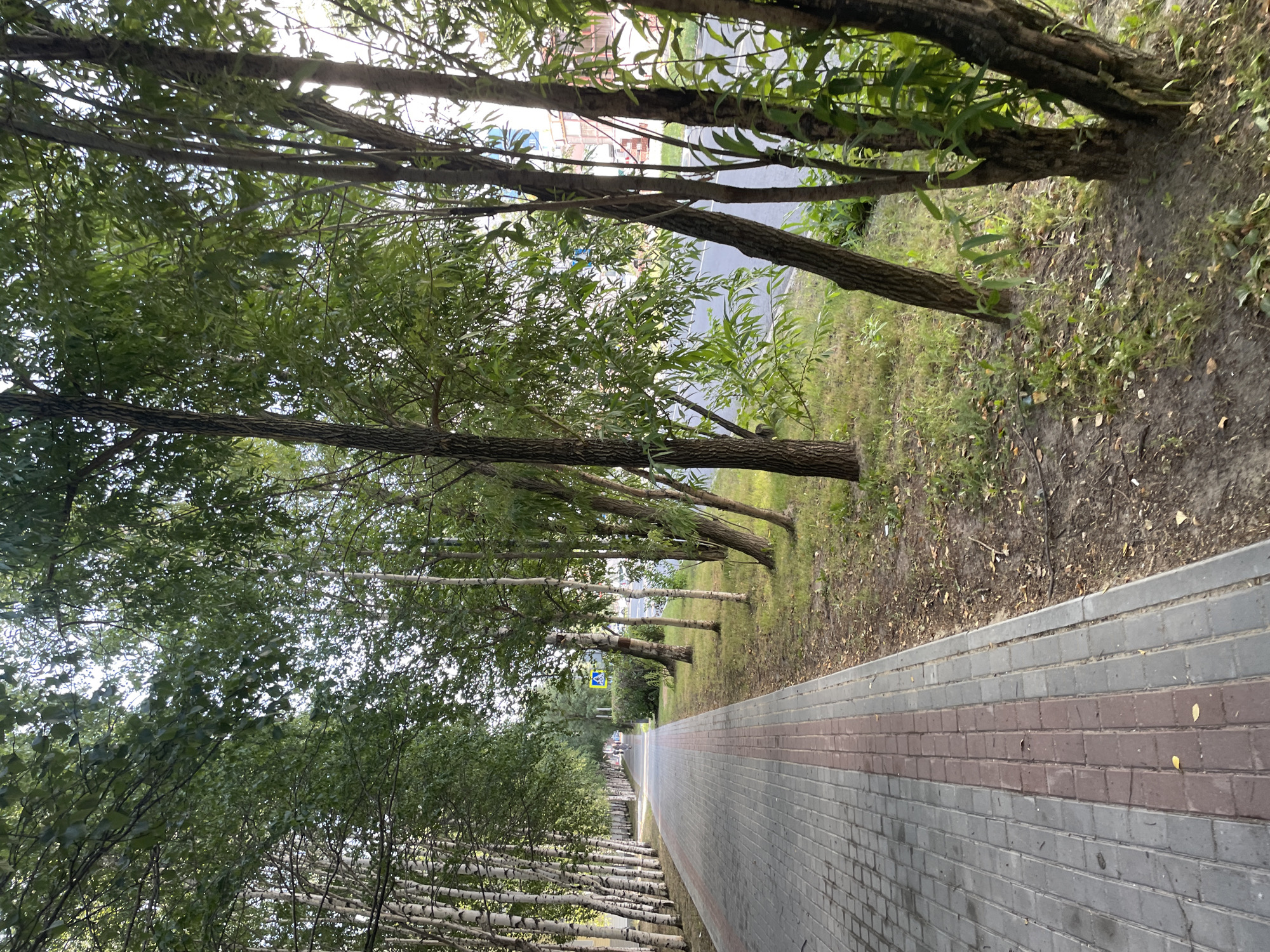 The image depicts a paved sidewalk with a red brick accent stripe running down its center, bordered by grass and trees on the right. On the left, a row of birch trees with white bark lines the sidewalk. Further down the sidewalk, a yellow pedestrian crossing sign is visible. The scene appears to be in a residential area, possibly near a street. The lighting suggests it is daytime. The location is identified as being in Surgut, Russia.