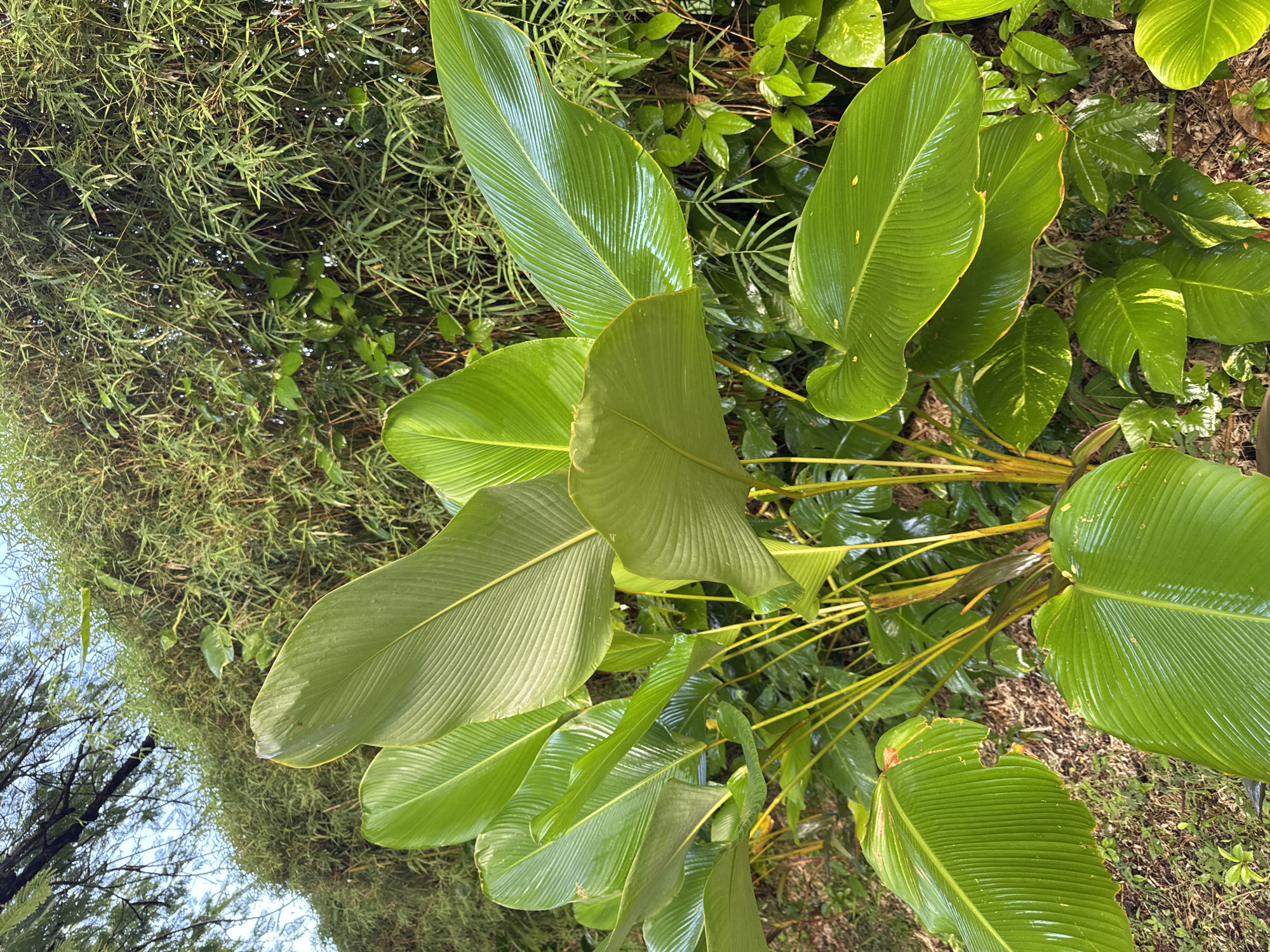 The image presents a vibrant, lush outdoor scene dominated by tropical plant life. In the foreground and middle ground, a large plant with broad, glossy green leaves is prominent. These leaves are distinctly ribbed with parallel veins and appear wet or dewy, reflecting bright sunlight. Some leaves exhibit minor imperfections, such as small tears or browning along the edges. The stems supporting these large leaves are a pale yellow-green.
Behind this central plant, a dense mass of slender, grass-like green foliage, possibly bamboo, creates a textured backdrop. Interspersed within this background are smaller, broad-leafed plants, some of which display slight yellow variegation. The ground beneath the plants consists of visible soil and sparse organic matter.
In the upper left corner, a patch of clear blue sky is visible through the foliage, with the dark silhouettes of tree branches against it. The bright lighting suggests it is daytime. The wet appearance of the leaves indicates recent rainfall or heavy morning dew. The overall setting is a healthy, humid, and verdant environment, consistent with the tropical climate of Kuta Selatan, Indonesia. There are no people or visible text in the image.
