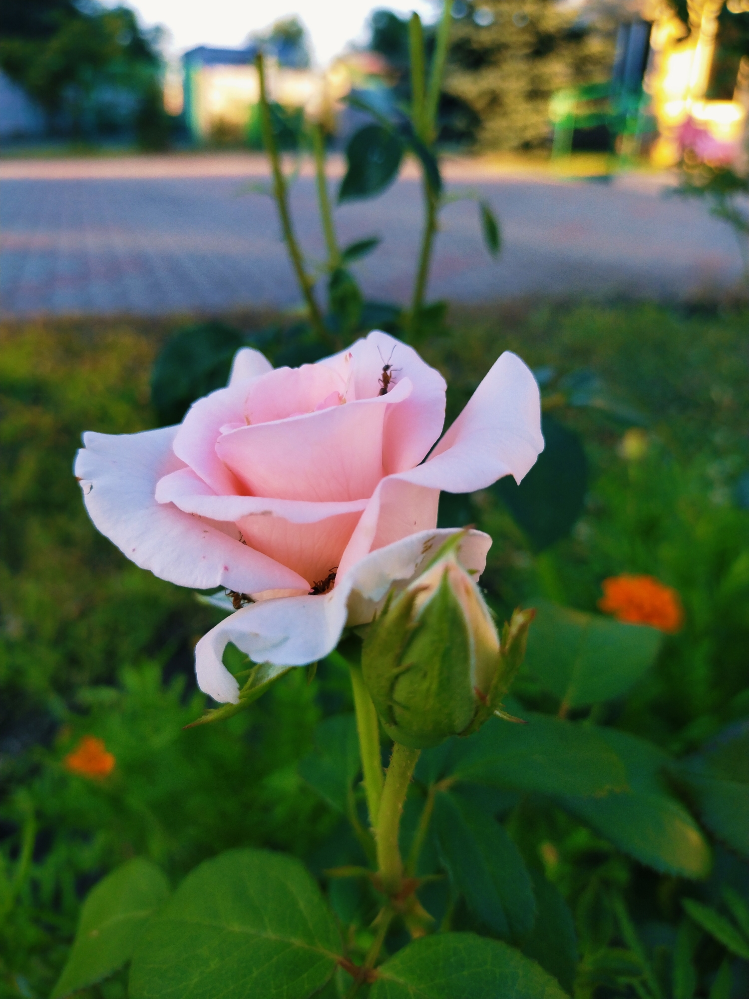 A close-up, low-angle shot features a light pink rose bloom with delicate petals, some of which are slightly curled. An ant is visible walking on the upper petals of the rose. A rose bud, still green and tightly closed, is positioned to the right of the bloom. Several dark-colored insects are also present on the lower petals of the rose. The rose is surrounded by lush green foliage. In the background, a blurred scene shows a paved walkway, green grass, and distant structures with some sunlight reflecting off them. The overall lighting suggests it is either early morning or late afternoon. The location is identified as Horishni Plavni, Ukraine.