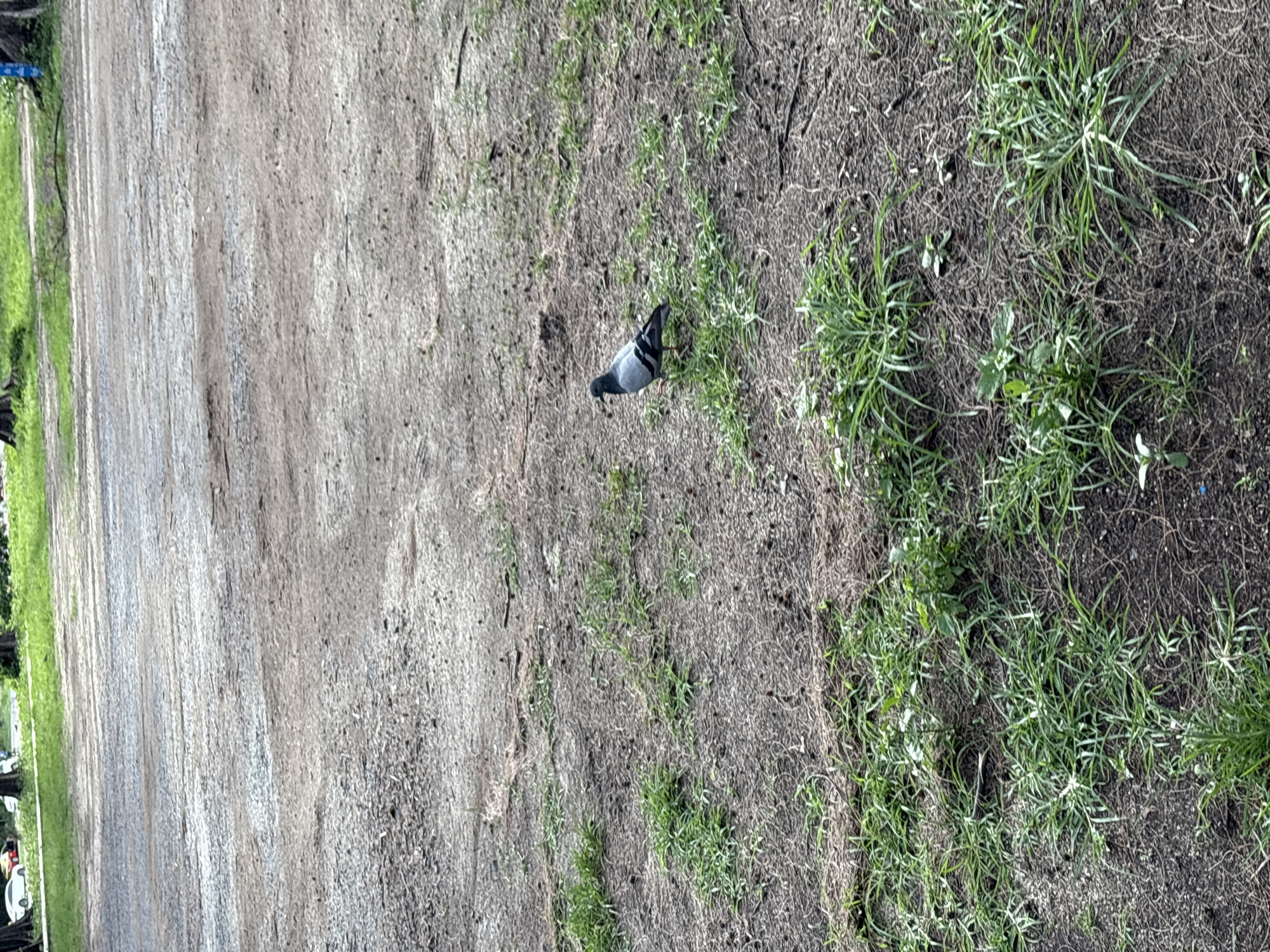 A single pigeon stands on a patch of dry earth with sparse green grass in Rawai, Thailand. The pigeon, facing left, is grey with black stripes on its wings. The ground is predominantly dirt with a mix of dry vegetation and small clumps of grass. In the background, a dirt road stretches out, leading towards a grassy area with trees. A few cars are visible on the road in the distance. The overall scene depicts a natural outdoor environment within the city.