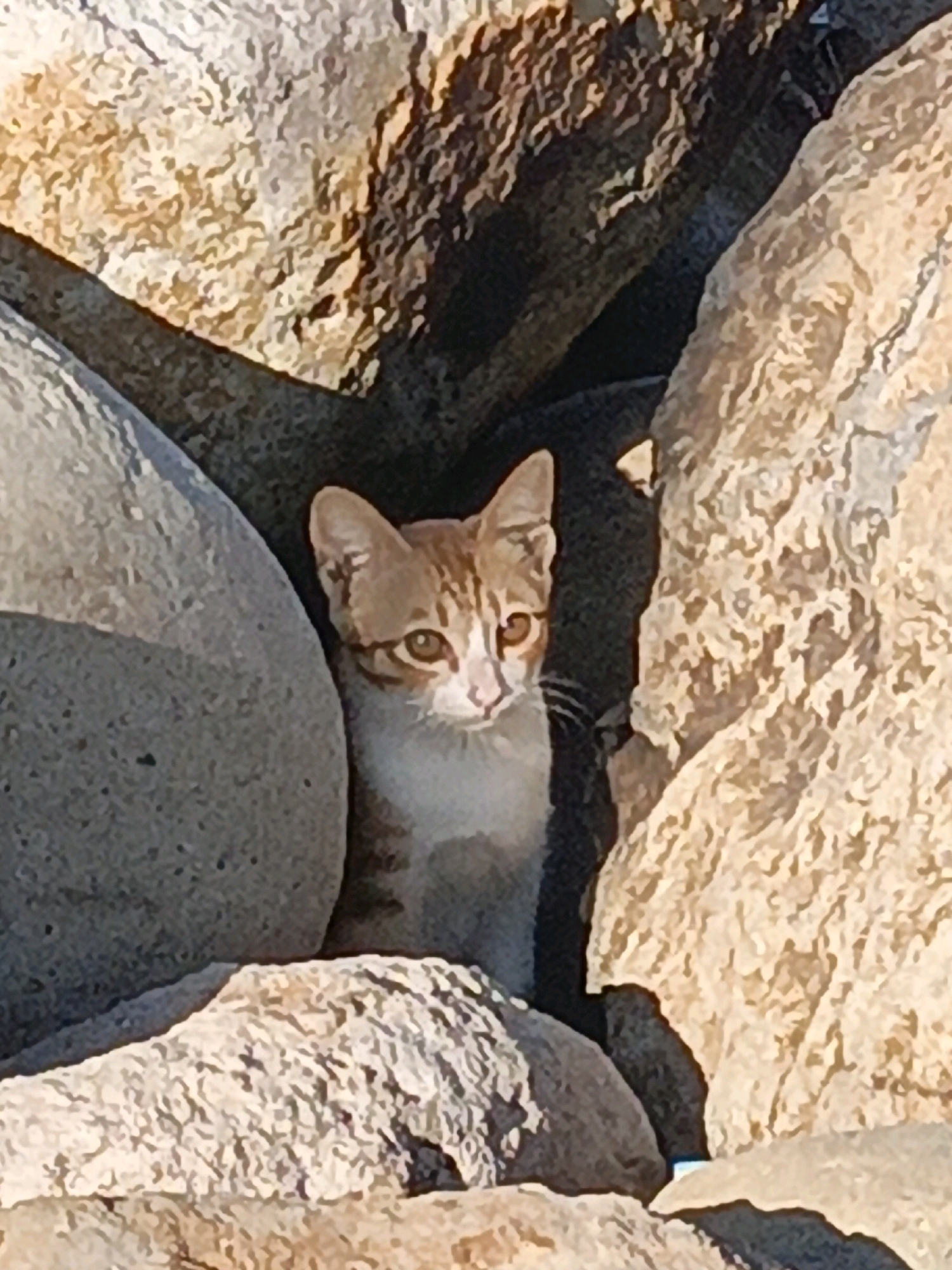 A ginger and white kitten peers out from between large, rough-textured rocks. The kitten has light brown fur with darker ginger stripes on its head and body. Its eyes are large and brown, with a curious expression. The kitten is positioned in a gap between the rocks, with its head and upper chest visible. The rocks themselves are various shades of tan and grey, with irregular surfaces and shadows. The environment appears to be outdoors, possibly in a rocky coastal area. There is no indication of human presence or activity in the image. The kitten is the sole subject and appears to be in a natural habitat.