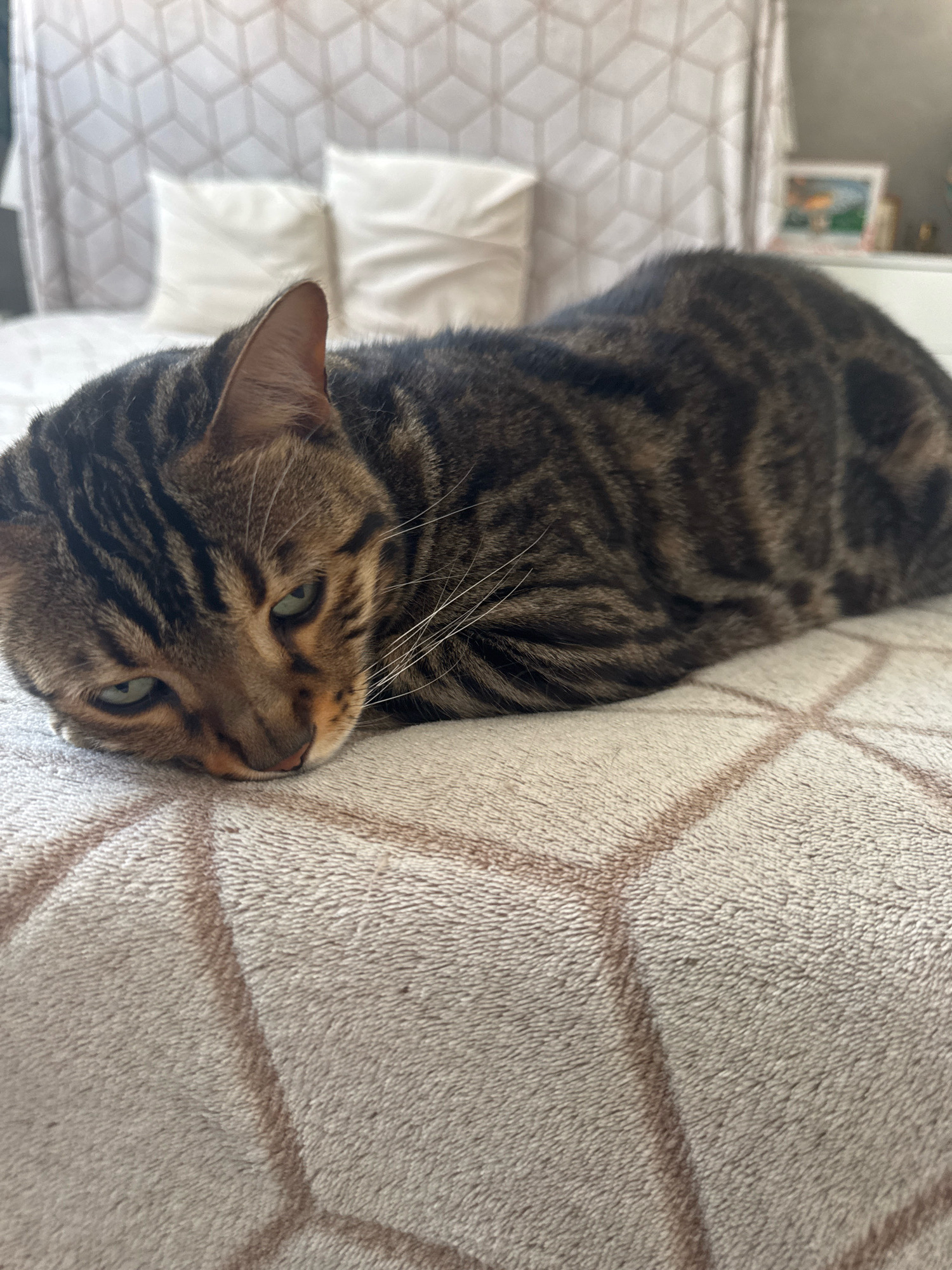 A tabby cat with green eyes is resting on a soft, beige blanket with a geometric pattern. The cat is lying on its side, with its head resting on the blanket. The background is out of focus but appears to be a bedroom with pillows and curtains. The image was taken indoors, likely in a residential setting in Agios Tychona Community, Cyprus.