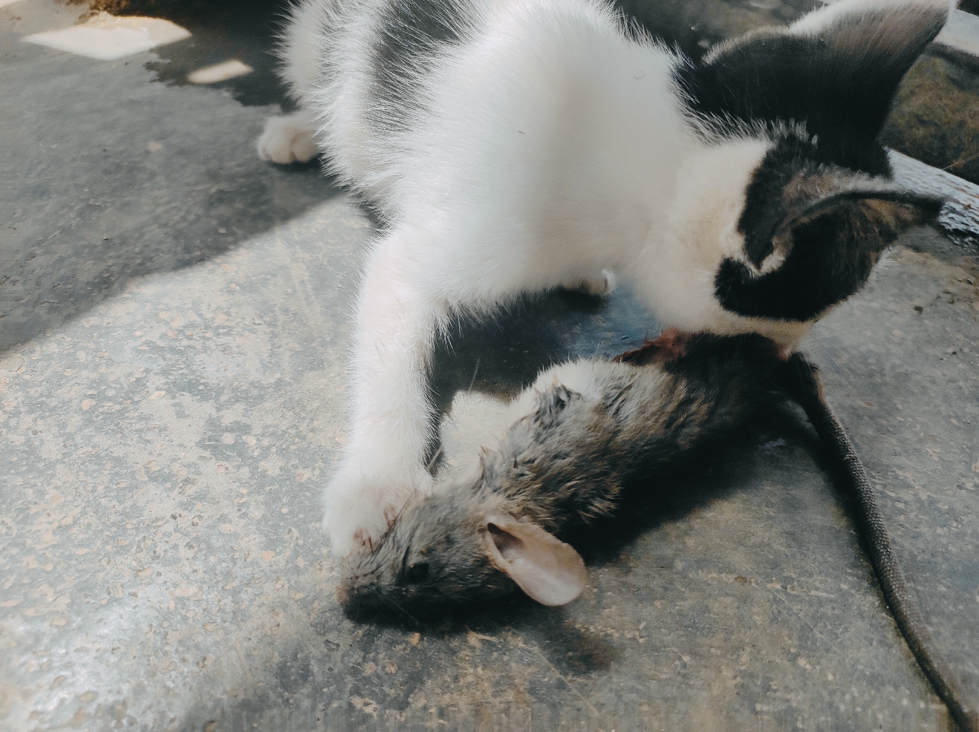 A black and white kitten lies on a gray concrete surface next to a dead mouse. The kitten's head and front paw are near the mouse's head. The mouse is gray with a pink ear and a long, dark tail that extends across the concrete. The location is unknown.
