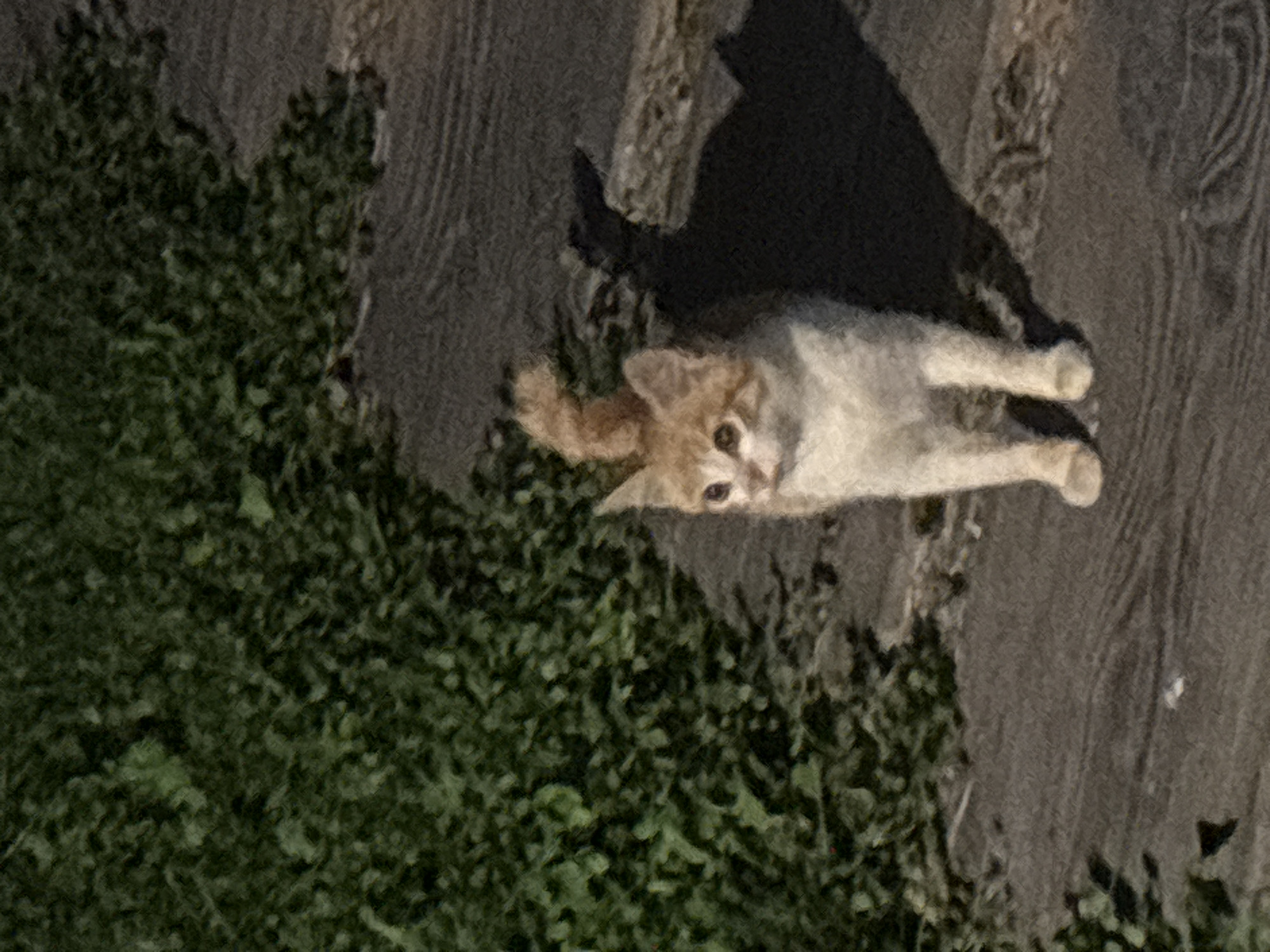 A ginger and white kitten stands on wooden steps next to a patch of dense green foliage. The kitten is facing to the left of the frame, with its tail held upright and curved. Its eyes are open and directed towards the left. The wooden steps appear weathered and are illuminated by a light source casting a shadow behind the kitten. The foliage is dark green and appears textured. The scene is set outdoors, likely in a residential area or park, potentially in Zvenigorod, Russia, given the context. The image has a slightly grainy quality.