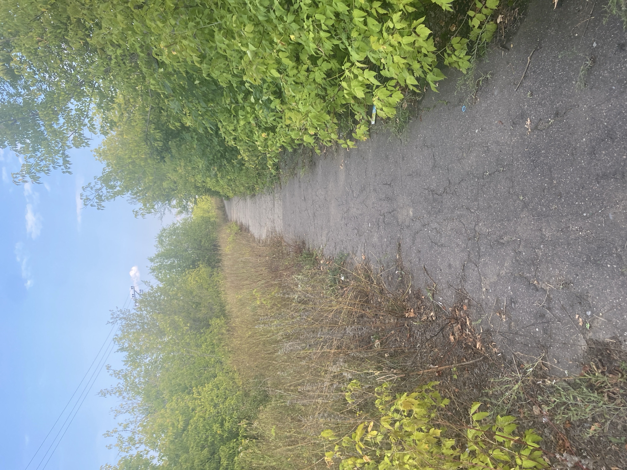 The image shows a narrow, cracked asphalt path winding through overgrown vegetation. On the left, dry grasses and yellowing leaves are abundant, while on the right, vibrant green bushes and trees line the path. The sky above is a pale blue with a few wispy clouds. In the distance, power lines are visible against the sky. The scene appears to be an unkempt pathway in an outdoor, possibly semi-rural or abandoned urban setting. There are no people or animals visible in the image. The location is identified as Oktyabrsk, Russia.