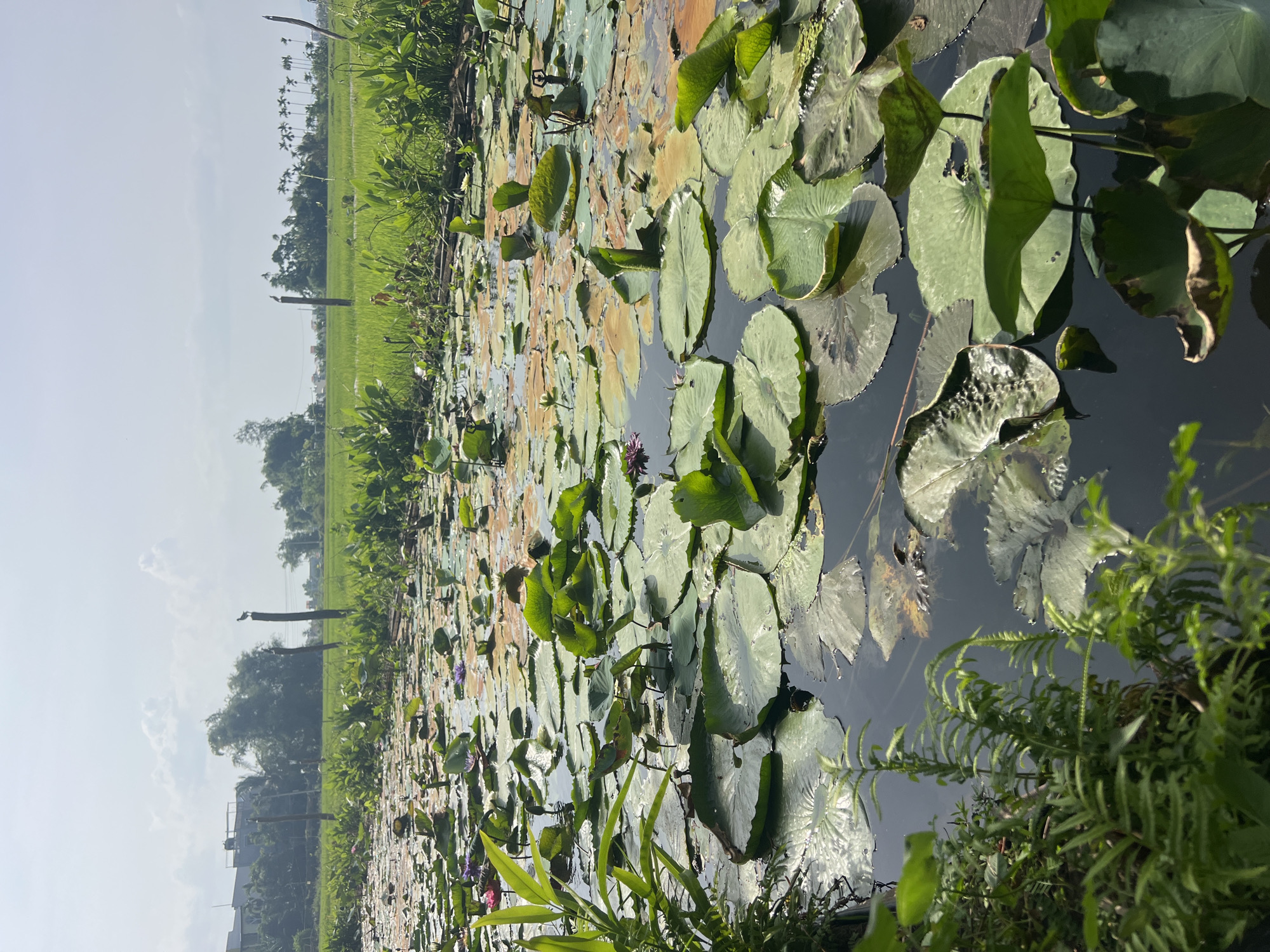 The image depicts a tranquil pond filled with numerous lily pads and a few blooming lotus flowers. The water is dark and reflects the green of the surrounding vegetation and the sky. In the background, a lush green rice paddy stretches towards a line of trees and a hazy sky with scattered clouds. Two wooden posts stand in the water, each with a small bird perched atop it. The scene is characteristic of the rural outskirts of Hoi An, Vietnam, where agriculture and water bodies often coexist. The lighting suggests it is daytime, possibly late morning or early afternoon, given the bright sky and clear visibility.