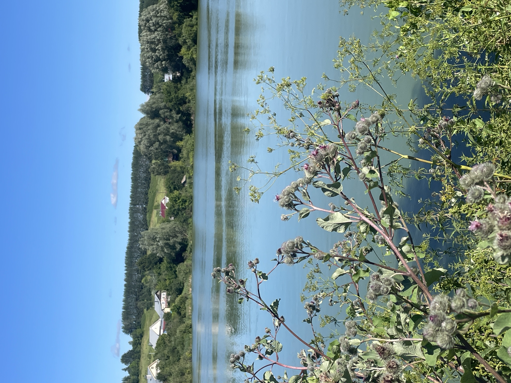 The image shows a scenic view of a lake with vegetation in the foreground and a village in the background. The sky is clear and blue. In the foreground, there are several plants with spiky seed heads, appearing to be burdock or a similar plant, with green leaves. The lake water is calm and reflects the blue sky. In the distance, across the lake, there is a green hillside dotted with several houses with red and grey roofs, characteristic of a village. Behind the houses, a dense line of dark green trees forms a natural barrier. The overall impression is of a peaceful rural landscape. The location of Maloe Murashkino, Russia, is mentioned as the setting for this scene. There are no people or animals visible in the image.
