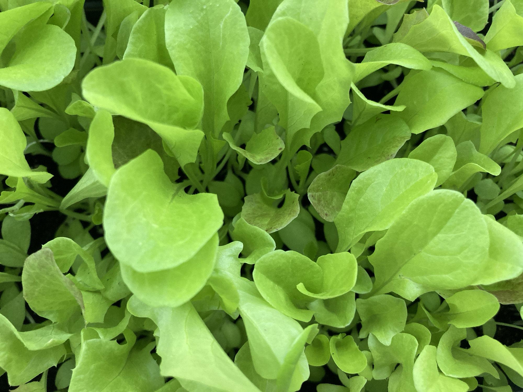 The image is a close-up, overhead shot of a dense cluster of vibrant green, young lettuce leaves. The leaves are somewhat ruffled and irregular in shape, with some showing hints of reddish-brown at the edges, suggesting a variety of lettuce or early signs of maturation. The background is dark, indicating the plants are likely in a tray or bed of soil, possibly in a greenhouse or garden setting. The lighting is bright, creating a slightly glossy sheen on the leaves. There are no people, animals, or other objects visible in the frame. This image does not contain any information that would allow for a determination of its location in Chaikovsky, Russia.