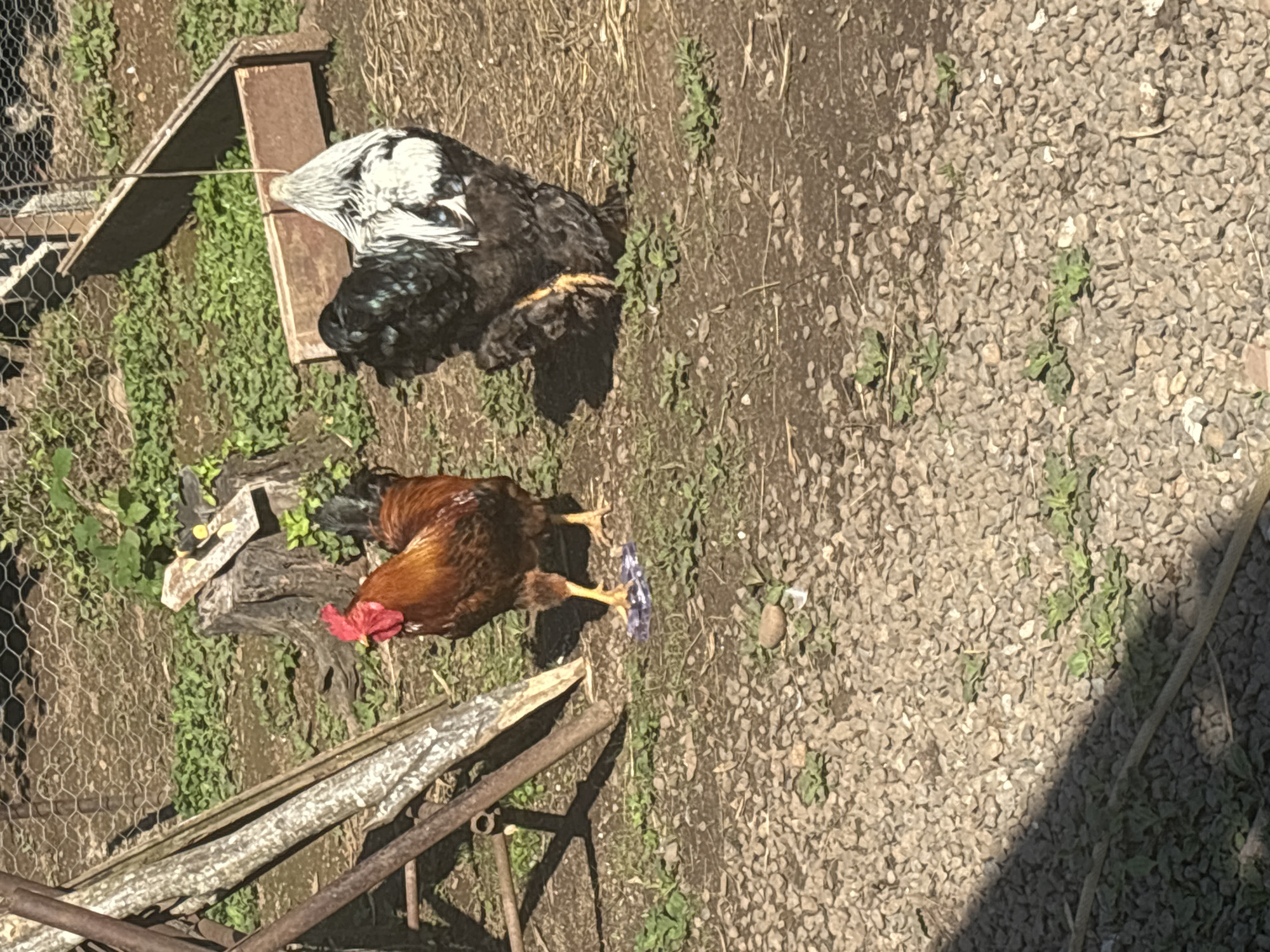 In a village Ozurgeti, Georgia, two roosters are visible in an outdoor enclosure. One rooster is primarily reddish-brown with a red comb and wattle, standing to the left of the frame. The other rooster, to the right, is a larger fowl with black and white plumage, appearing to be of a different breed. Both roosters are standing on a ground covered with gravel and patches of green vegetation. In the background, a chain-link fence and wooden structures are present, suggesting a farm or backyard setting. The lighting indicates it is daytime, with shadows cast by the subjects and surrounding objects.