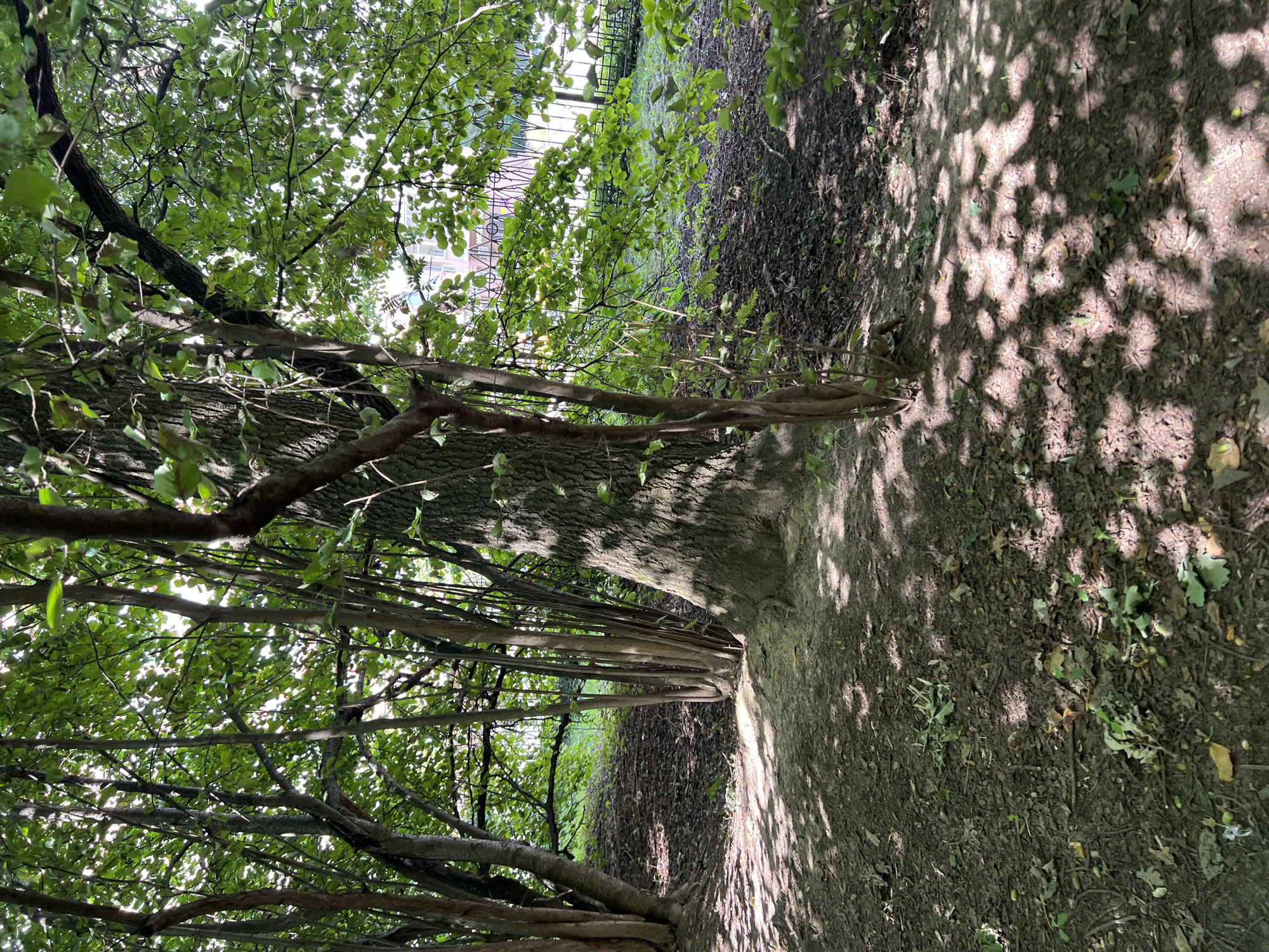 The image depicts a dense cluster of trees with thick foliage, casting dappled shadows on a dirt path covered in fallen leaves and small acorns. Several slender tree trunks grow closely together on the left, juxtaposed with a larger, more gnarled tree trunk on the right. In the background, beyond the trees, a black metal fence is visible, and behind it, a building with windows can be seen. The overall impression is a naturalistic setting within a park or wooded area, likely within the city of Moscow, Russia, given the presence of urban elements like the building and fence. No people are present in the image.
