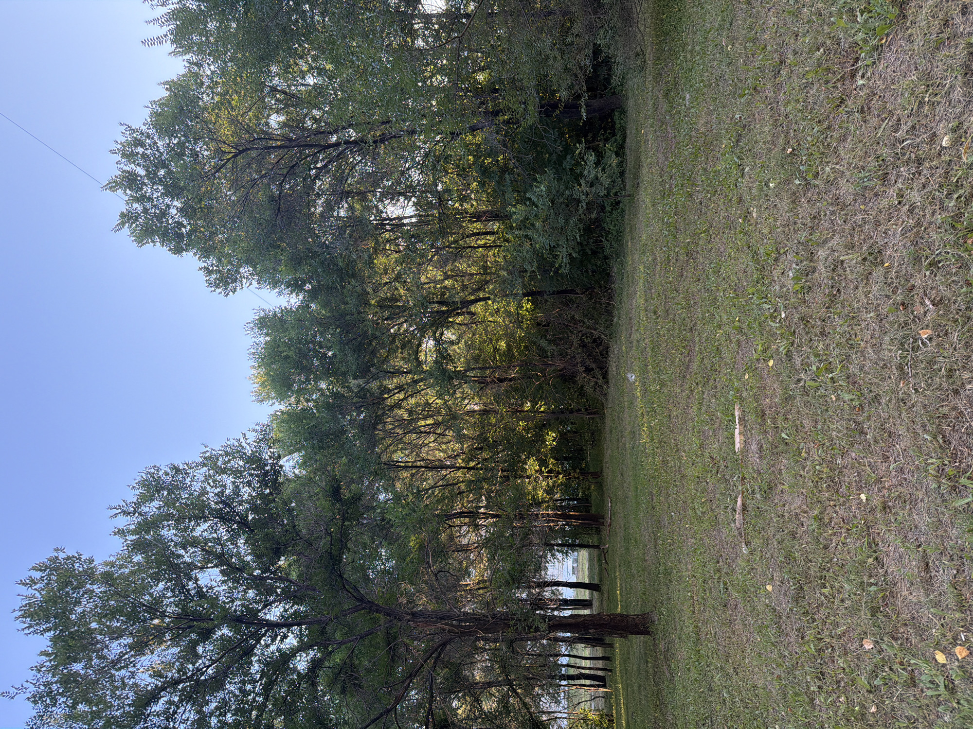 The image shows a park-like area with a grassy clearing in the foreground and a dense line of trees in the background. The grass is a mix of green and dry patches, with some fallen leaves scattered on it. In the clearing, there are a few small pieces of fallen wood. The trees are tall and leafy, with sunlight filtering through the branches, creating dappled light on the forest floor. The sky above is clear and blue. There are no people visible in the image. The scene appears to be a natural setting within an urban environment, likely a park or a green belt area. The presence of a power line stretched across the top of the trees suggests it is near developed areas within the city of Khabarovsk, Russia.